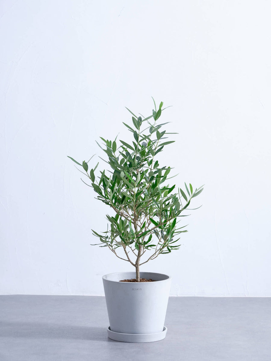 オリーブの木 6号 | 観葉植物の通販 AND PLANTS (アンドプランツ)