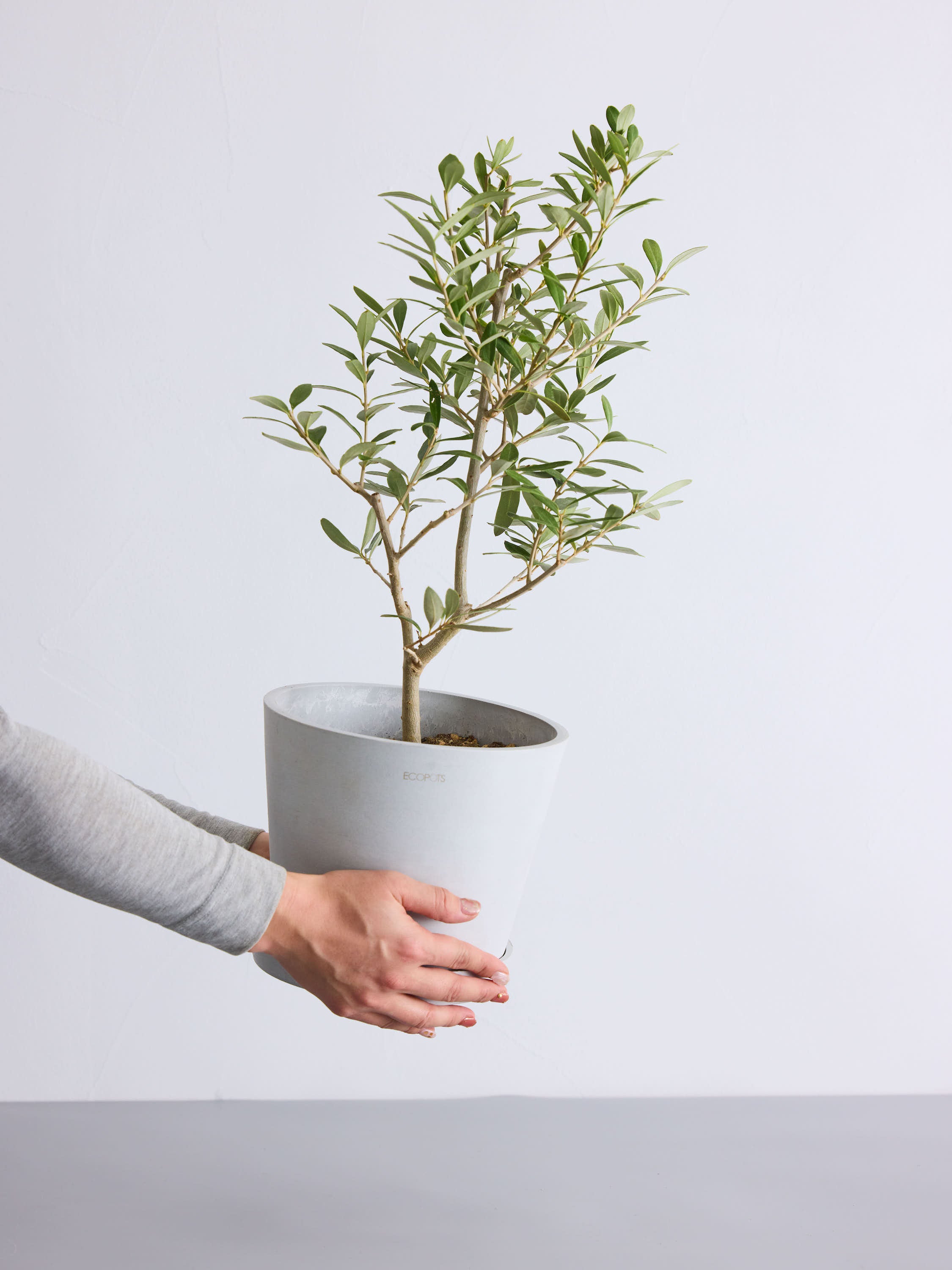 オリーブの木,た植物/観葉植物 シプレッシーノ全長約330㎝引取り限定セール中❗️ 特選庭木 植木 観葉植物：オリーブ（シプレッシーノ）極太 SOUJU 創樹