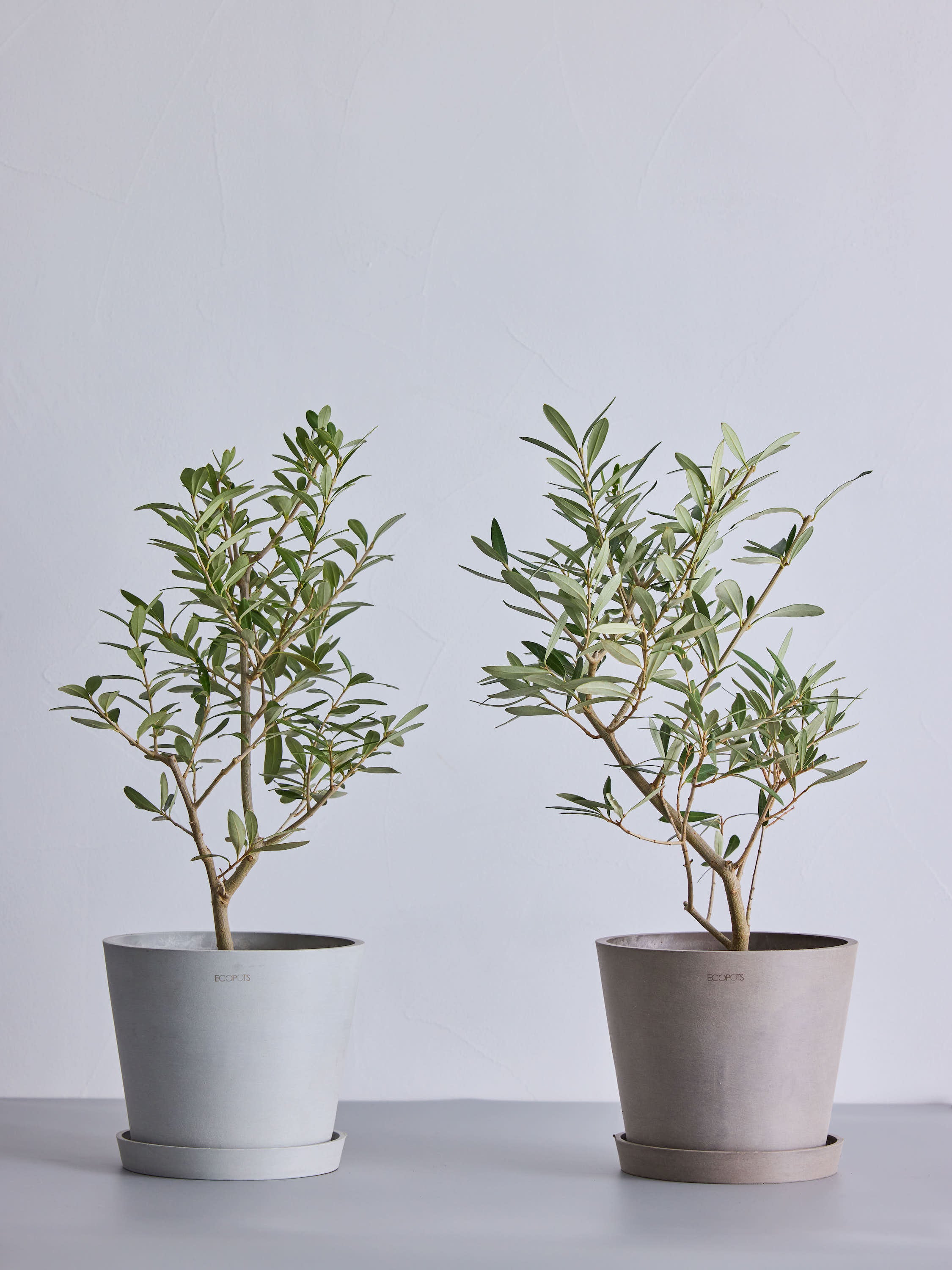オリーブの木,た植物/観葉植物シプレッシーノ『綺麗な樹形。樹高約140