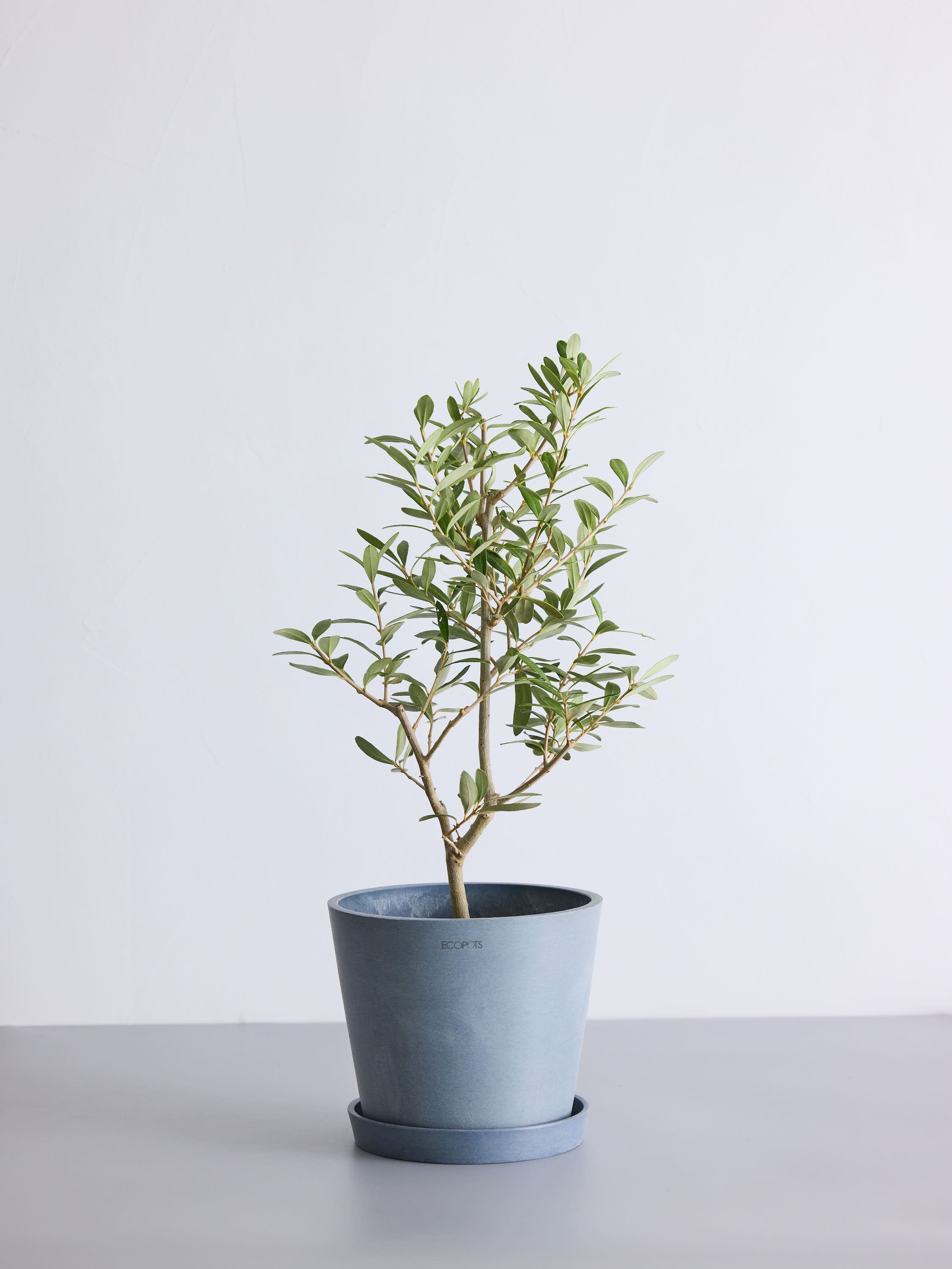 オリーブ・チプレッシーノ6号