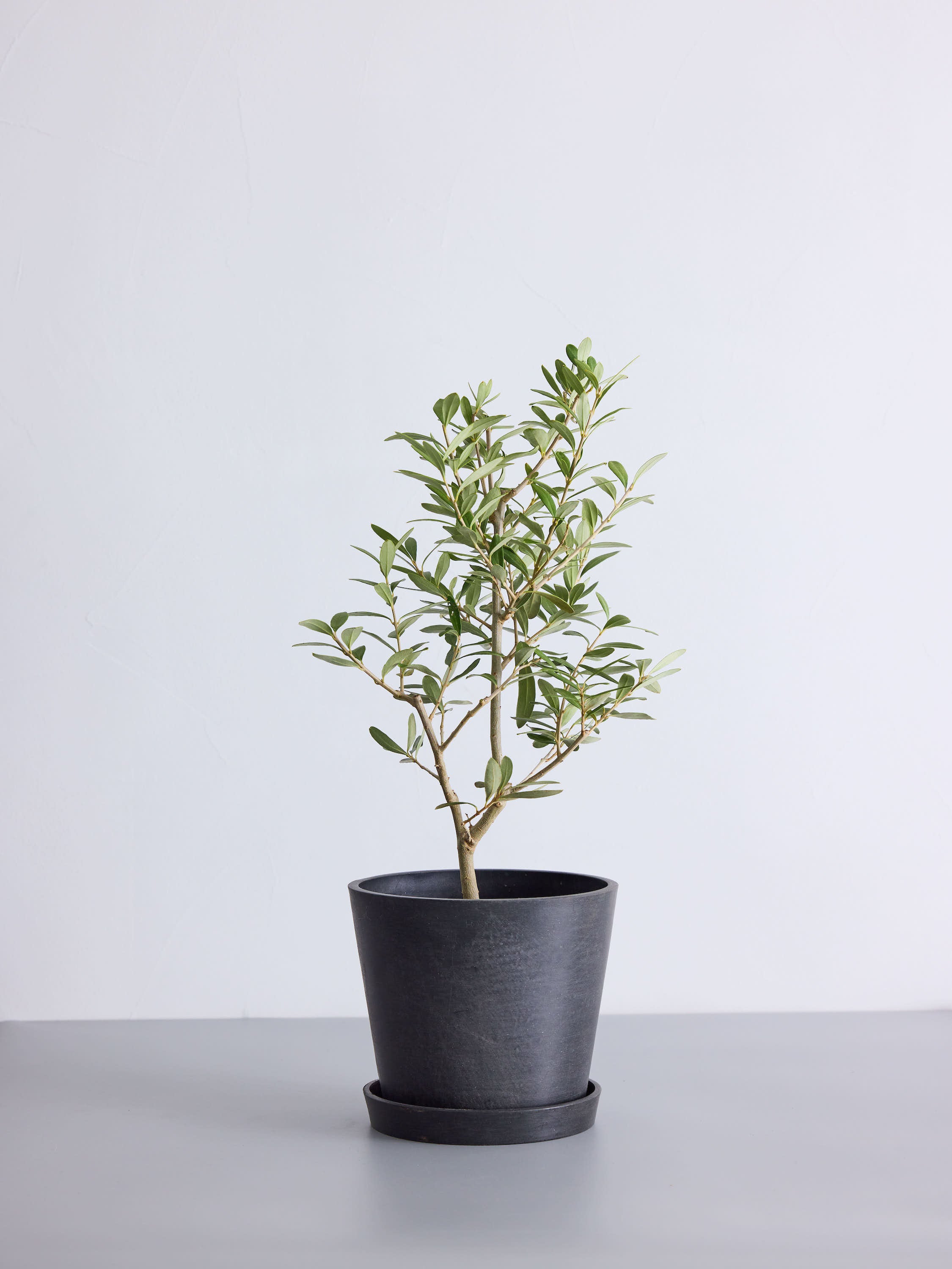 オリーブ・チプレッシーノ S | 観葉植物の通販 AND PLANTS (アンド