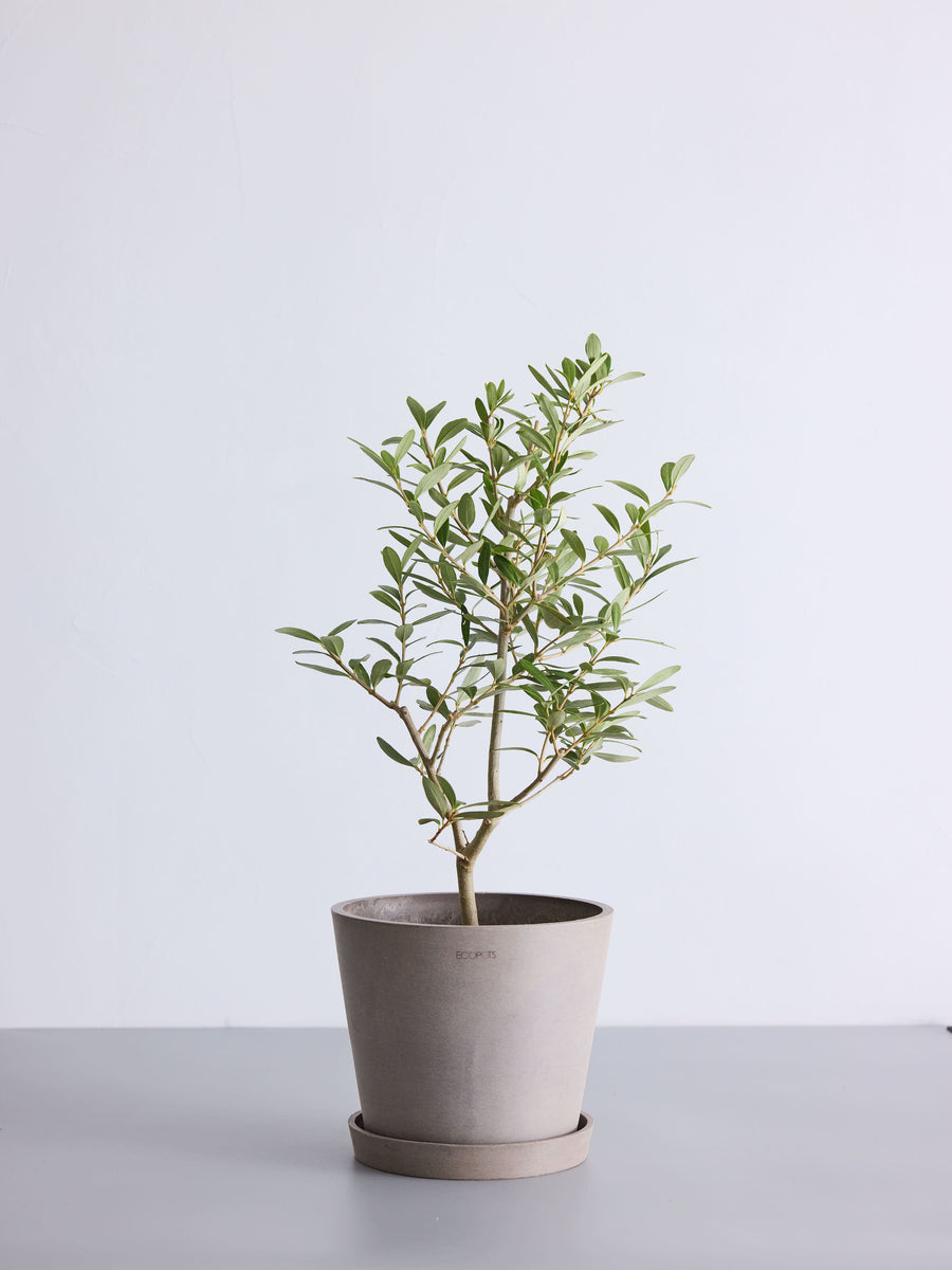 オリーブの木 6号 | 観葉植物の通販 AND PLANTS (アンドプランツ)