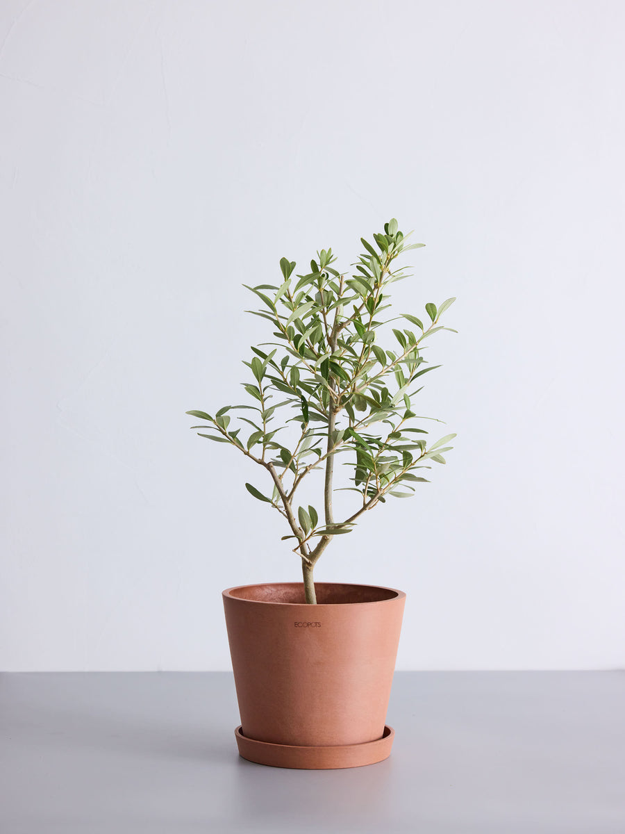 オリーブ・チプレッシーノ | 観葉植物の通販 AND PLANTS (アンドプランツ)