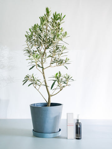 【クリスマスシリーズ