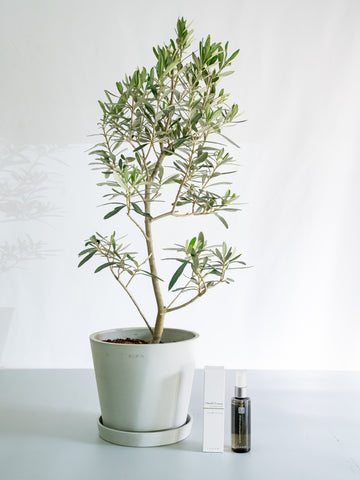 【クリスマスシリーズ