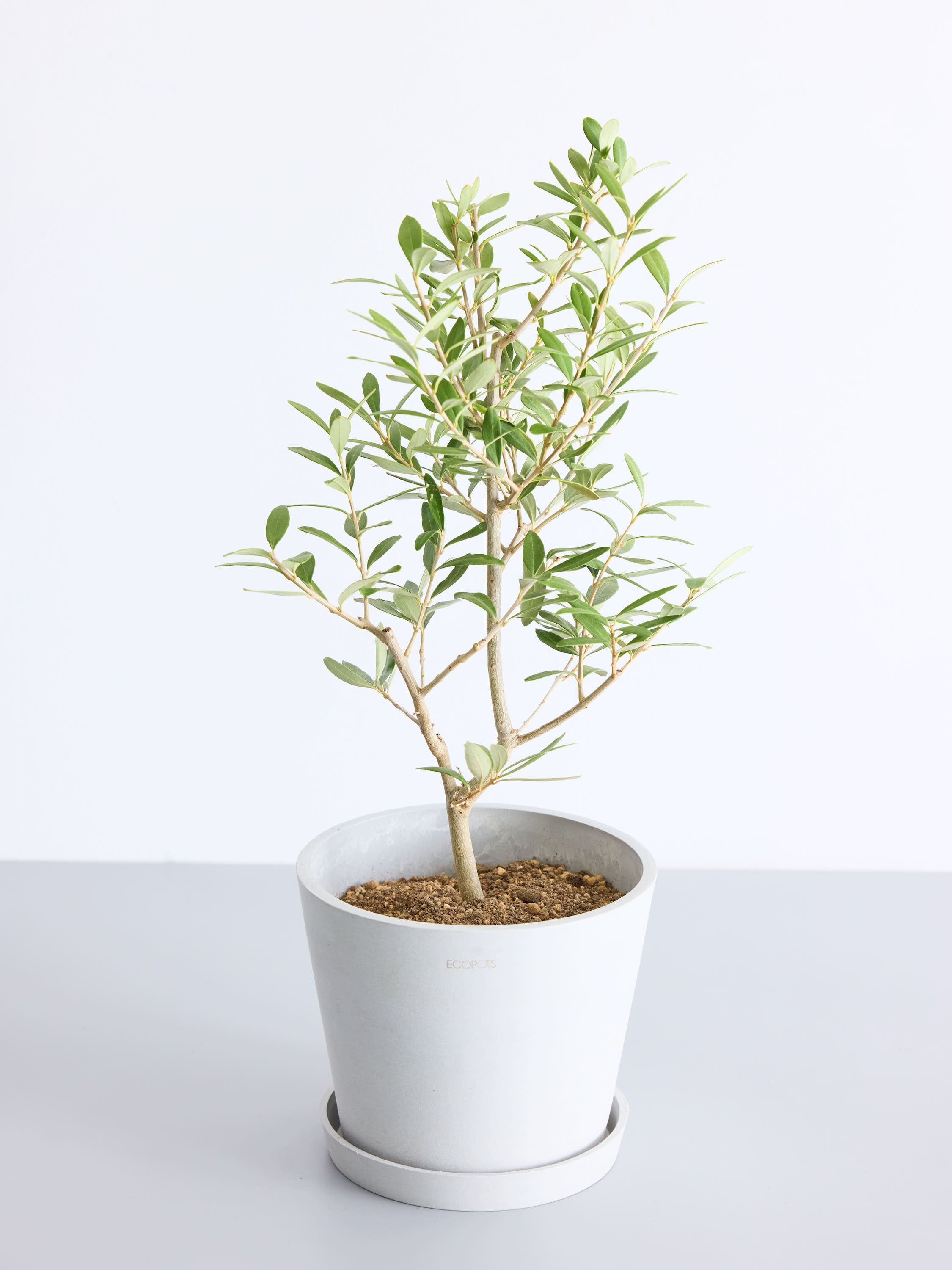 オリーブ・チプレッシーノ S | 観葉植物の通販 AND PLANTS (アンド