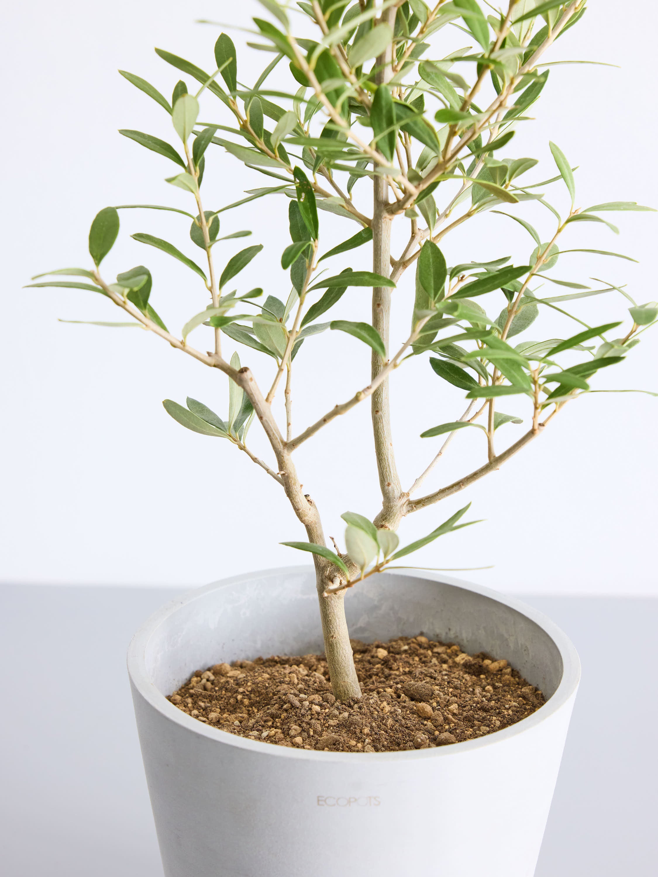 オリーブ・チプレッシーノ S | 観葉植物の通販 AND PLANTS (アンド