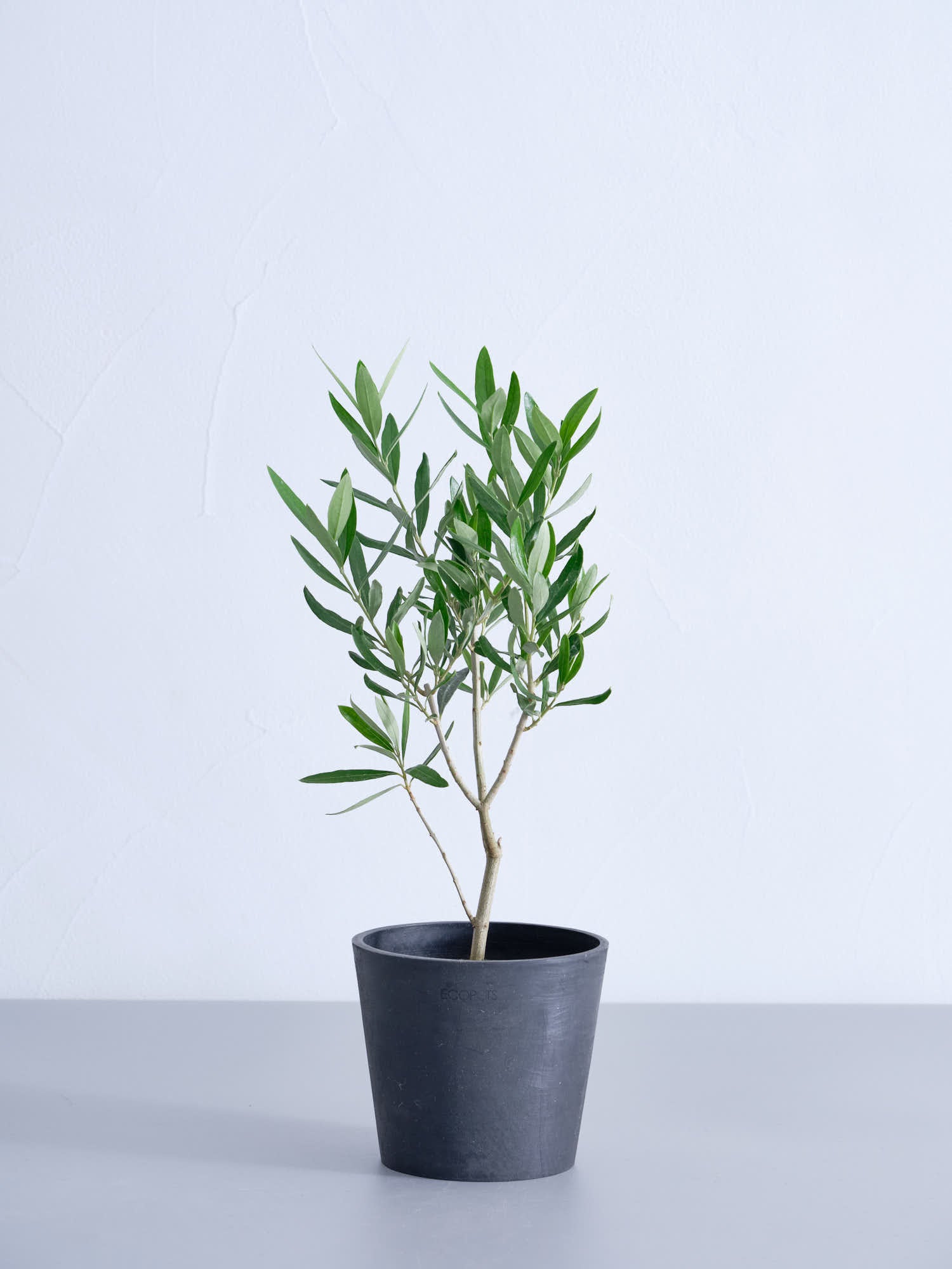 オリーブ・チプレッシーノ | 観葉植物の通販 AND PLANTS (アンドプランツ)