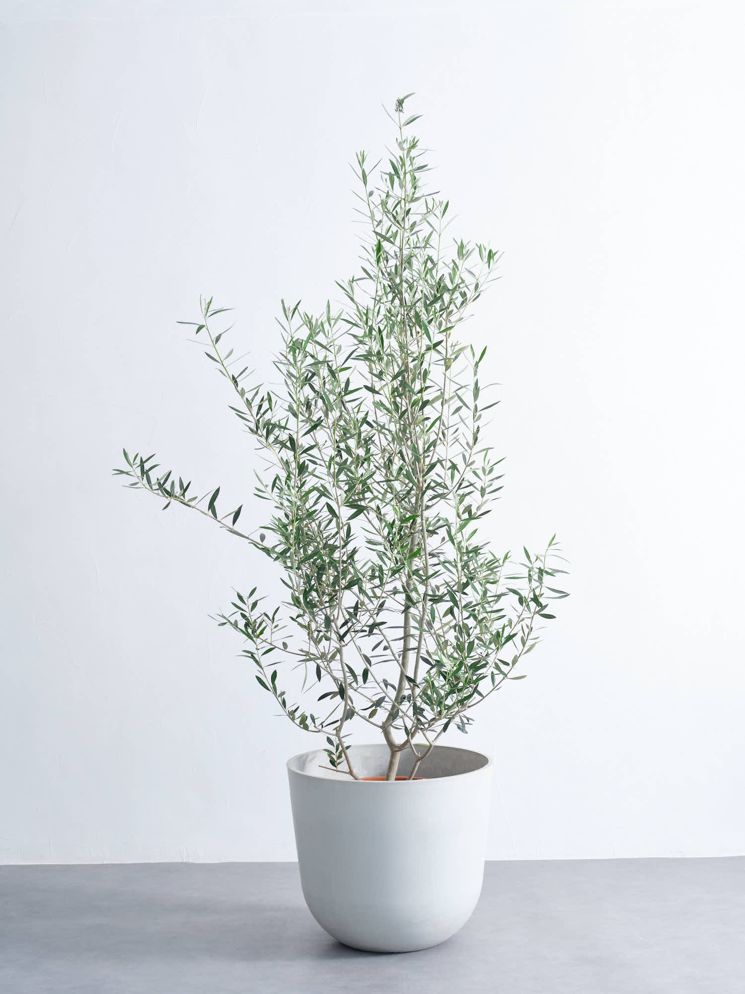 大株125cm オリーブ　チプレシーノ　スペイン産 オリーブ・チプレッシーノ XL【首都圏限定】 | 観葉植物の通販