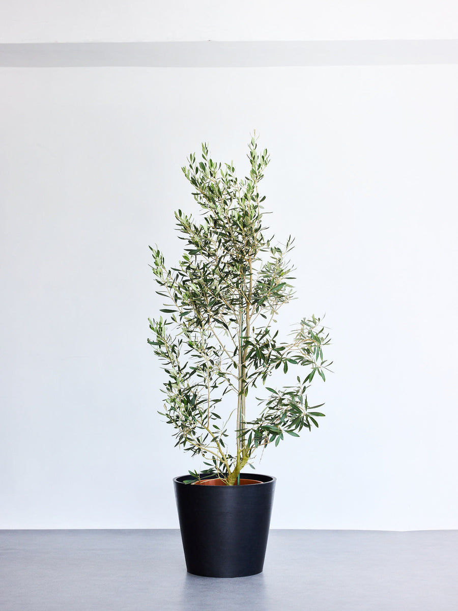 オリーブ・チプレッシーノ 13号 | 観葉植物の通販 AND PLANTS (アンド