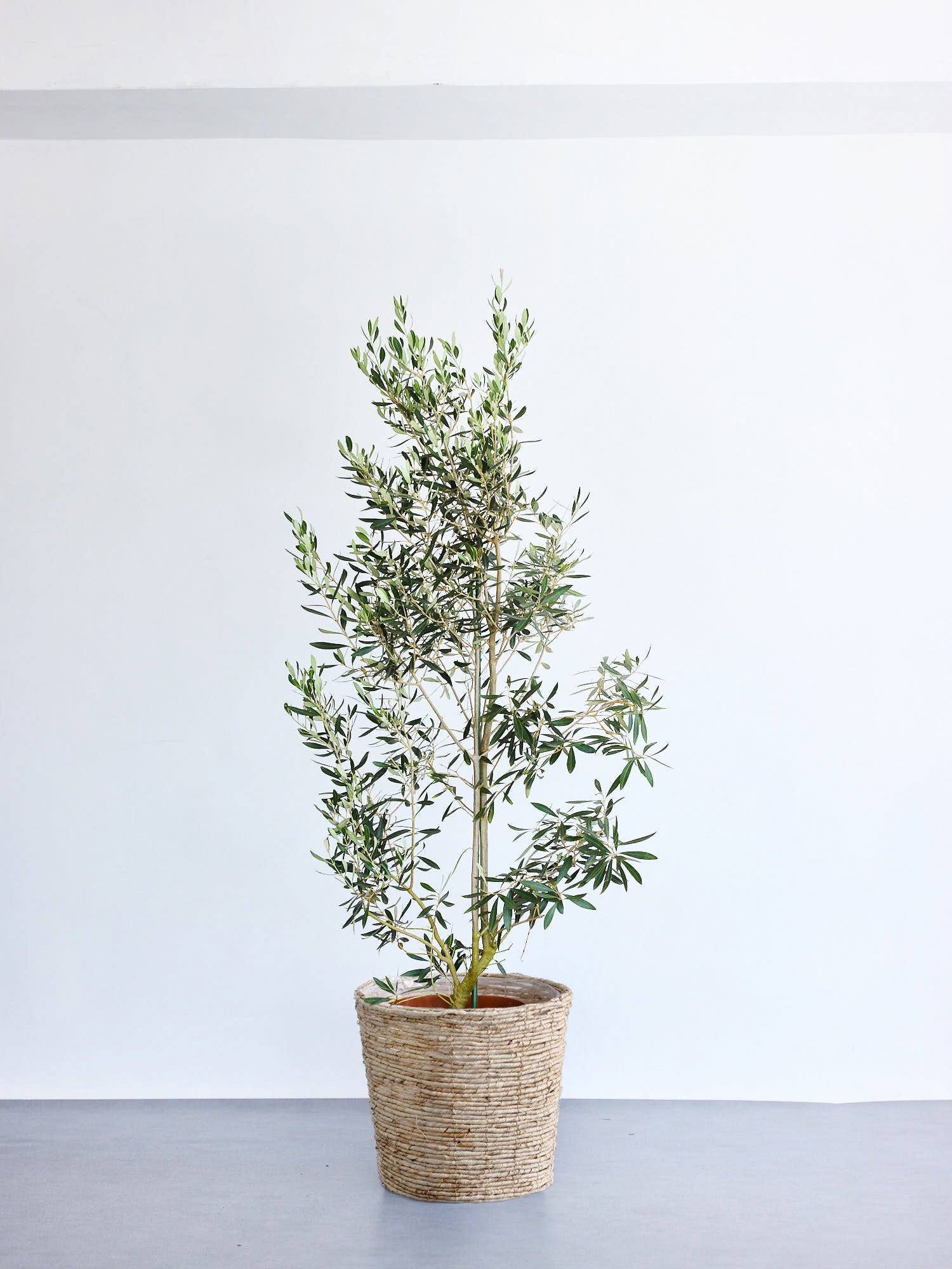 オリーブ・チプレッシーノ XL 【首都圏限定】(バナナリーフバスケット ナチュラル)