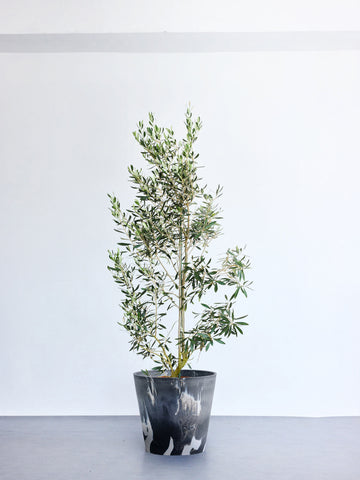 オリーブ・チプレッシーノ XL 【首都圏限定】(樹脂ポット ブラックマーブル)