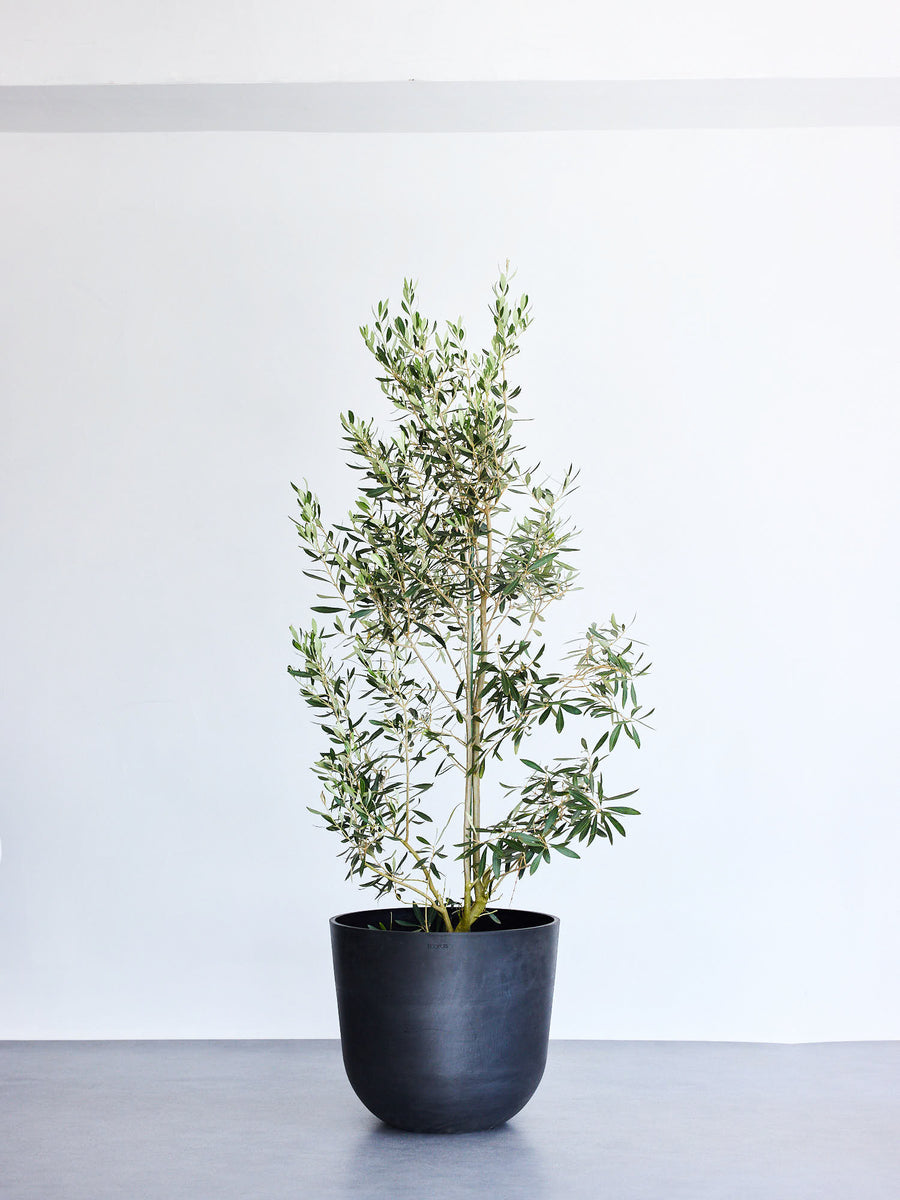オリーブ・チプレッシーノ 15号 | 観葉植物の通販 AND PLANTS (アンド
