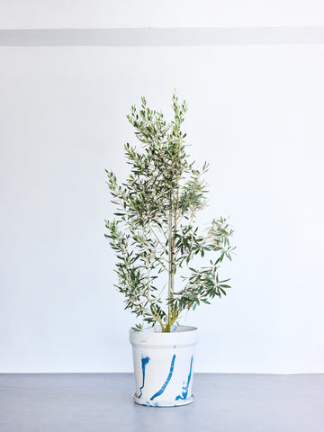 オリーブ・チプレッシーノ XL 【首都圏限定】(アーバンプランツポット マーブルミルク)