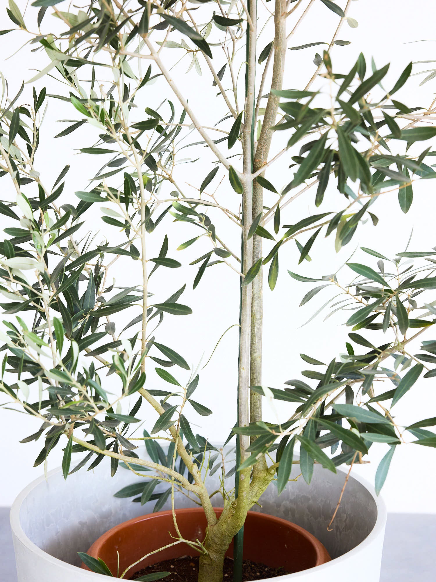 オリーブ・チプレッシーノ XL【首都圏限定】| 観葉植物通販 AND PLANTS 