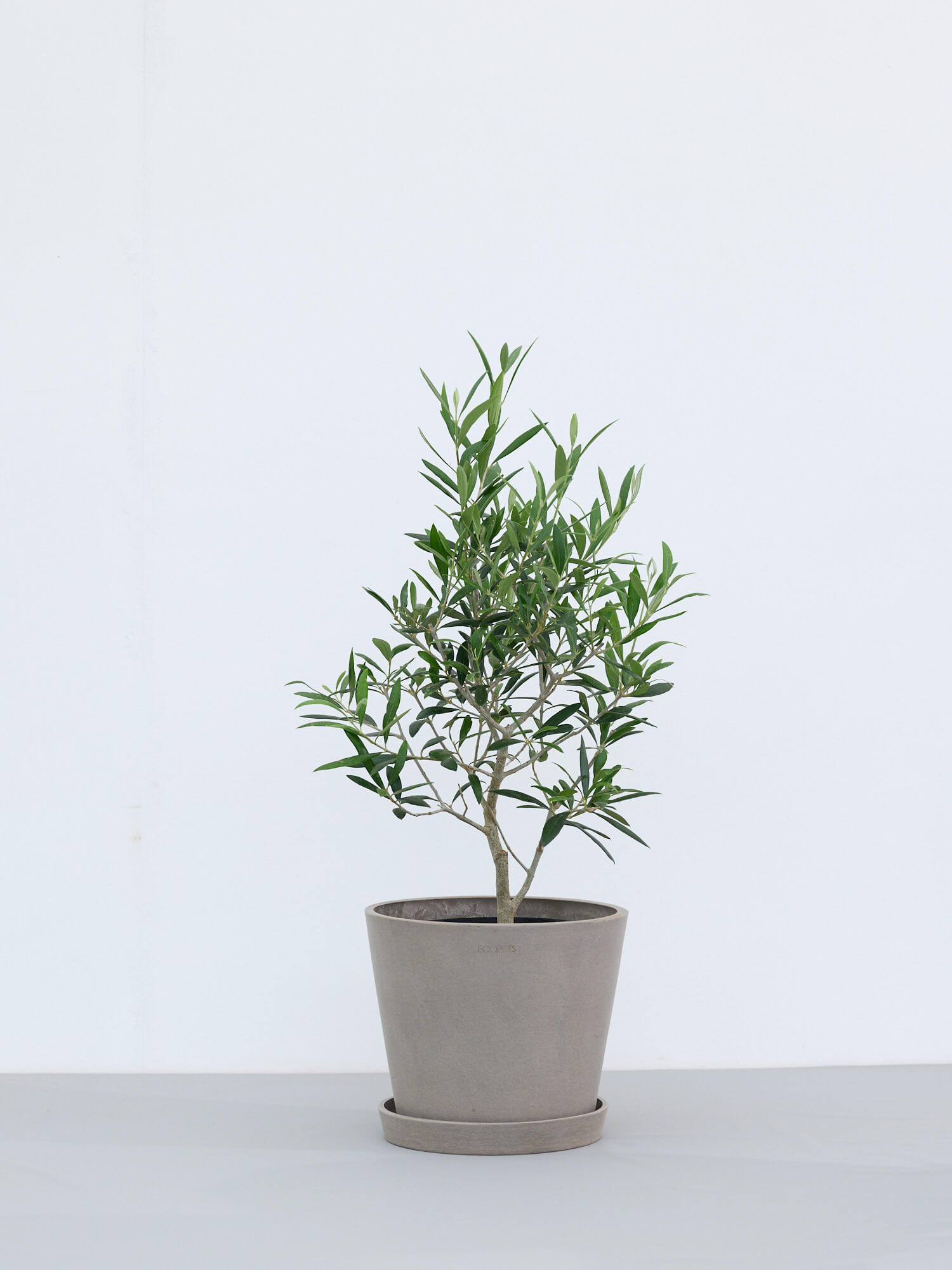 オリーブ ホワイトテラコッタ鉢植え 美樹形 エルグレコ - 植物/観葉植物