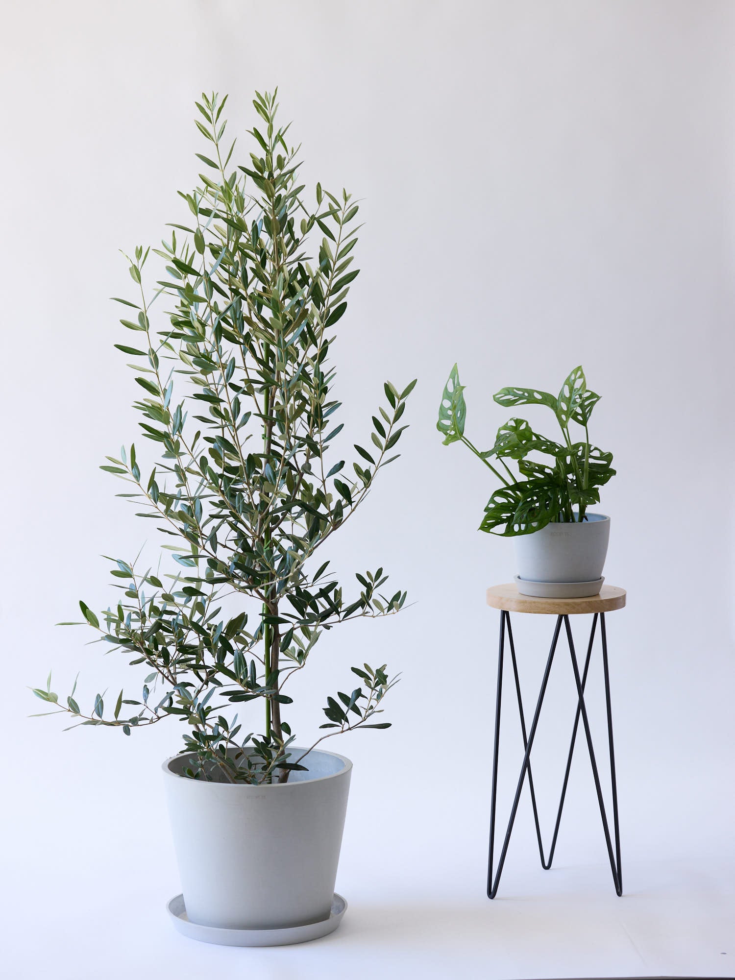 オリーブ・ひなかぜ L | 観葉植物の通販 AND PLANTS (アンドプランツ)