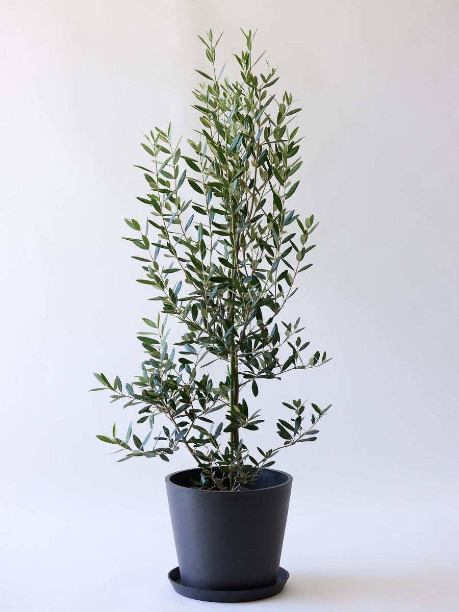 オリーブ・ひなかぜ 10号 | 観葉植物の通販 AND PLANTS (アンドプランツ)