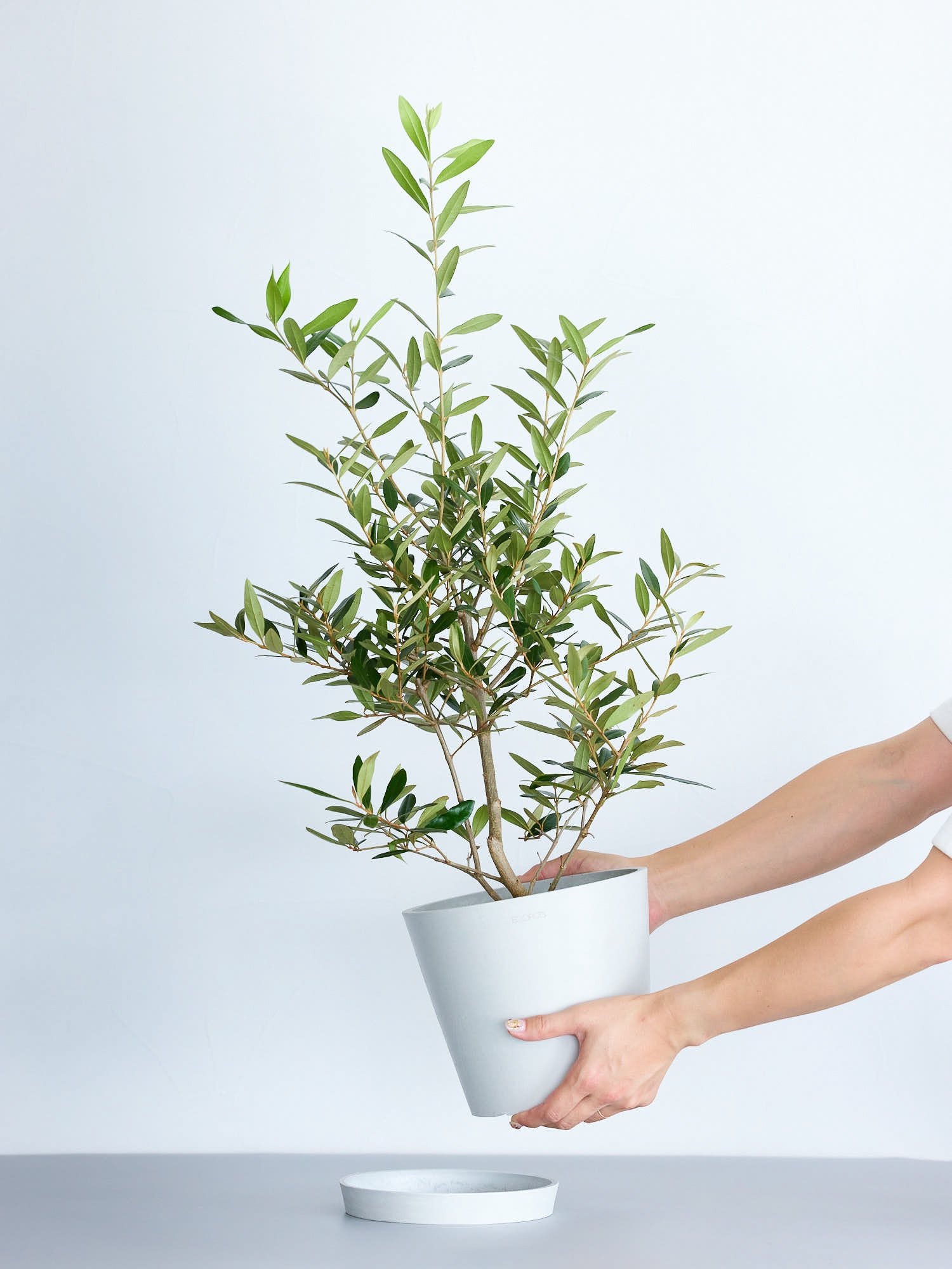オリーブ・ひなかぜ S | 観葉植物の通販 AND PLANTS (アンドプランツ)