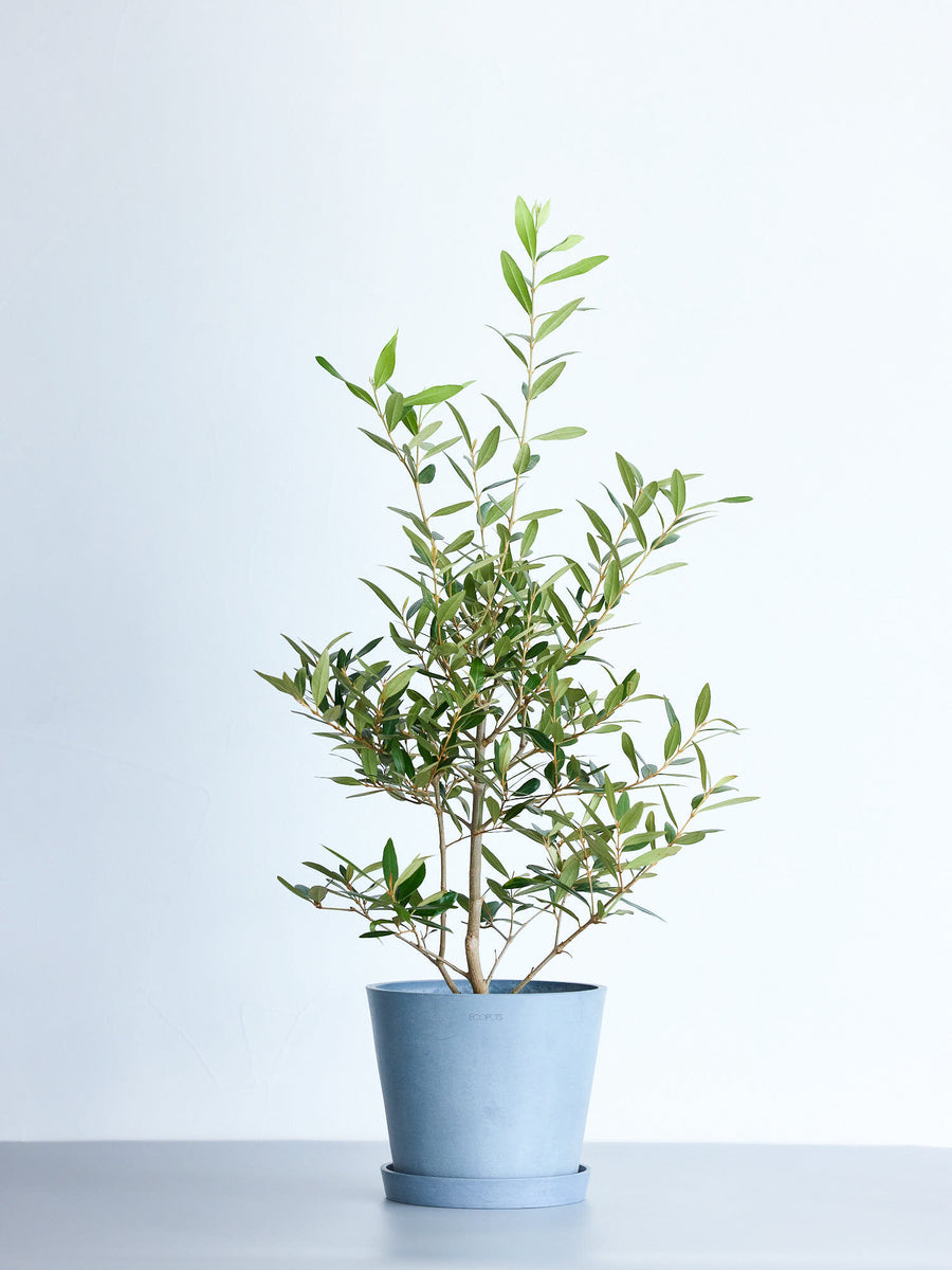 h*s様 オリーブの木,植物/観葉植物 オリーブの木 | 観葉植物の通販 AND PLANTS (アンドプランツ)