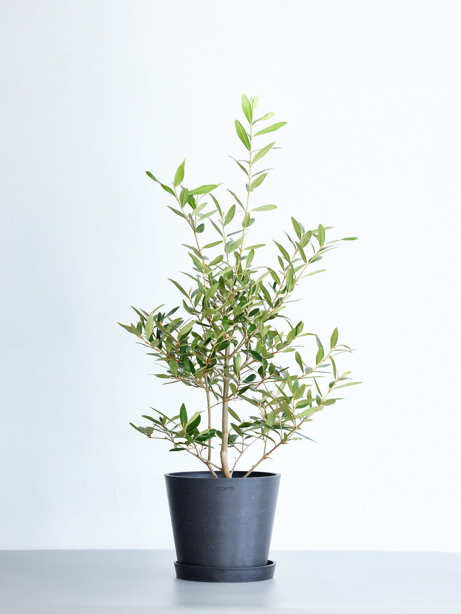 オリーブ・ひなかぜ 6号 | 観葉植物の通販 AND PLANTS (アンドプランツ)