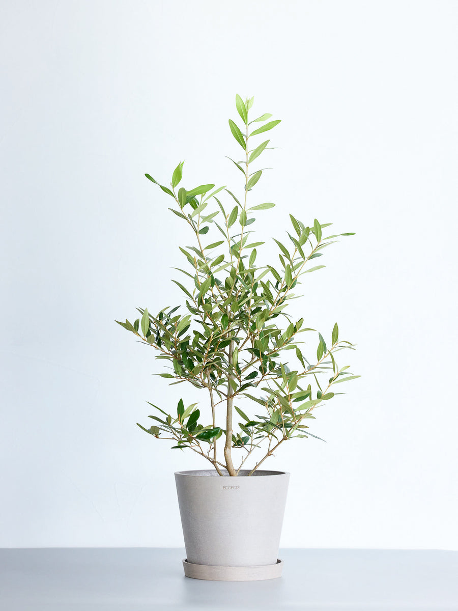 オリーブ’ヒナカゼ’6.0号 盆栽仕立て トウキ オリーブ・ひなかぜ 6号 | 観葉植物の通販 AND PLANTS (アンドプランツ)