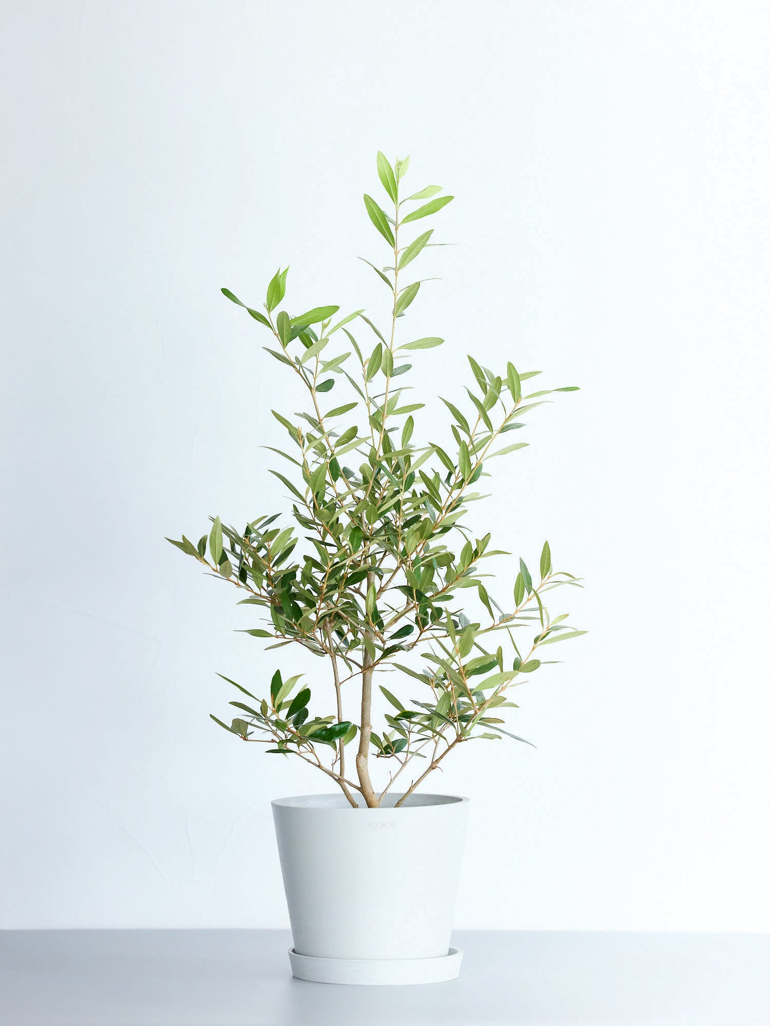 オリーブ（ひなかぜ） 大鉢】成長が早いオリーブ：ひなかぜ(HINAKAZE)21㎝スリット鉢