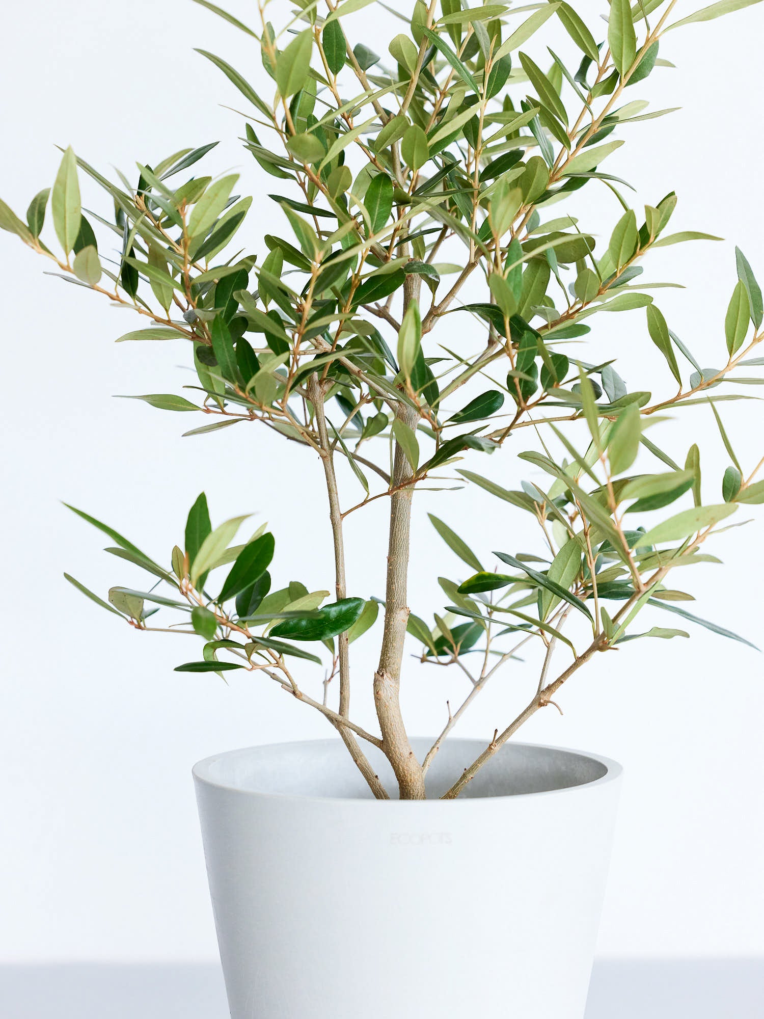 オリーブ・ひなかぜ S | 観葉植物の通販 AND PLANTS (アンドプランツ)