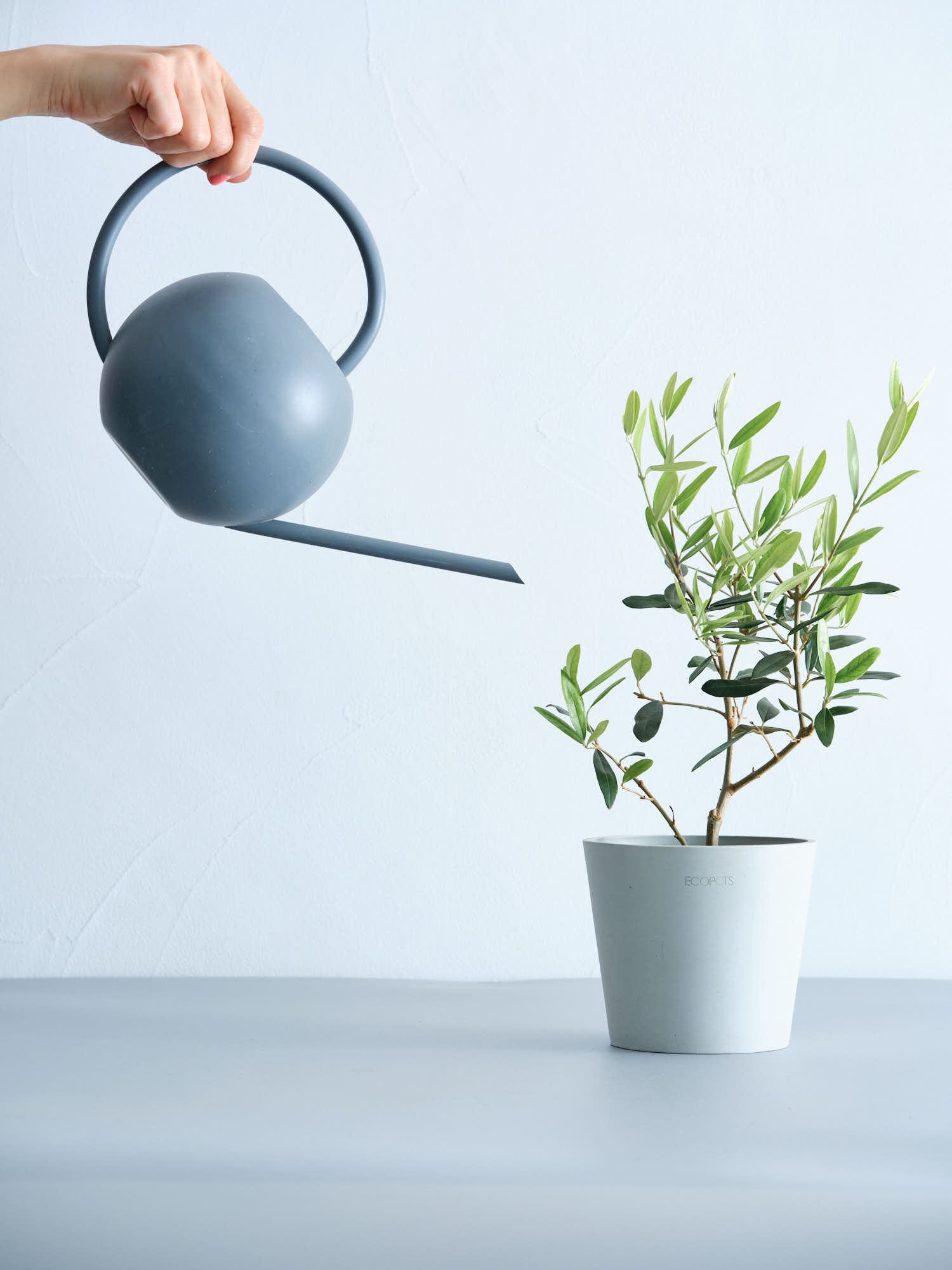 オリーブ・ひなかぜ Table-M | 観葉植物の通販 AND PLANTS (アンド