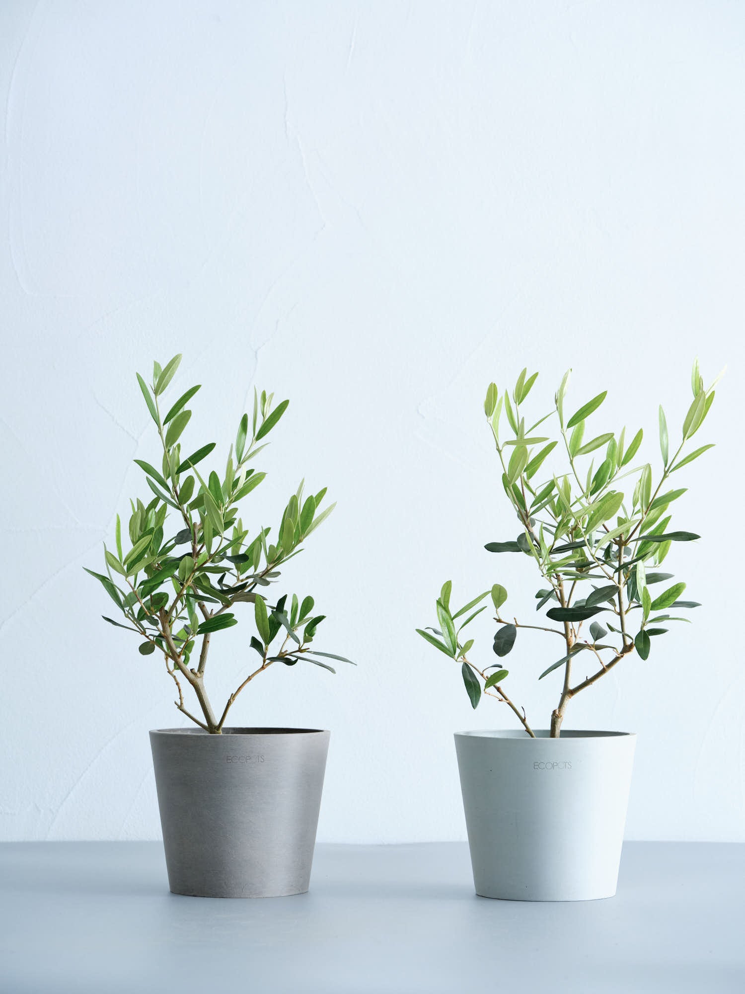 オリーブ・ひなかぜ Table-M | 観葉植物の通販 AND PLANTS (アンド
