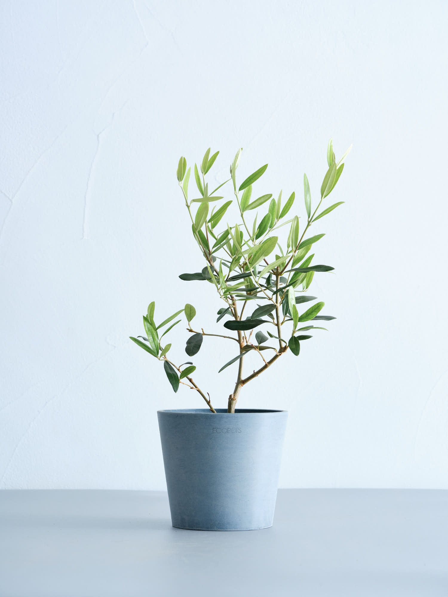 オリーブ・ひなかぜ Table-M | 観葉植物の通販 AND PLANTS (アンド
