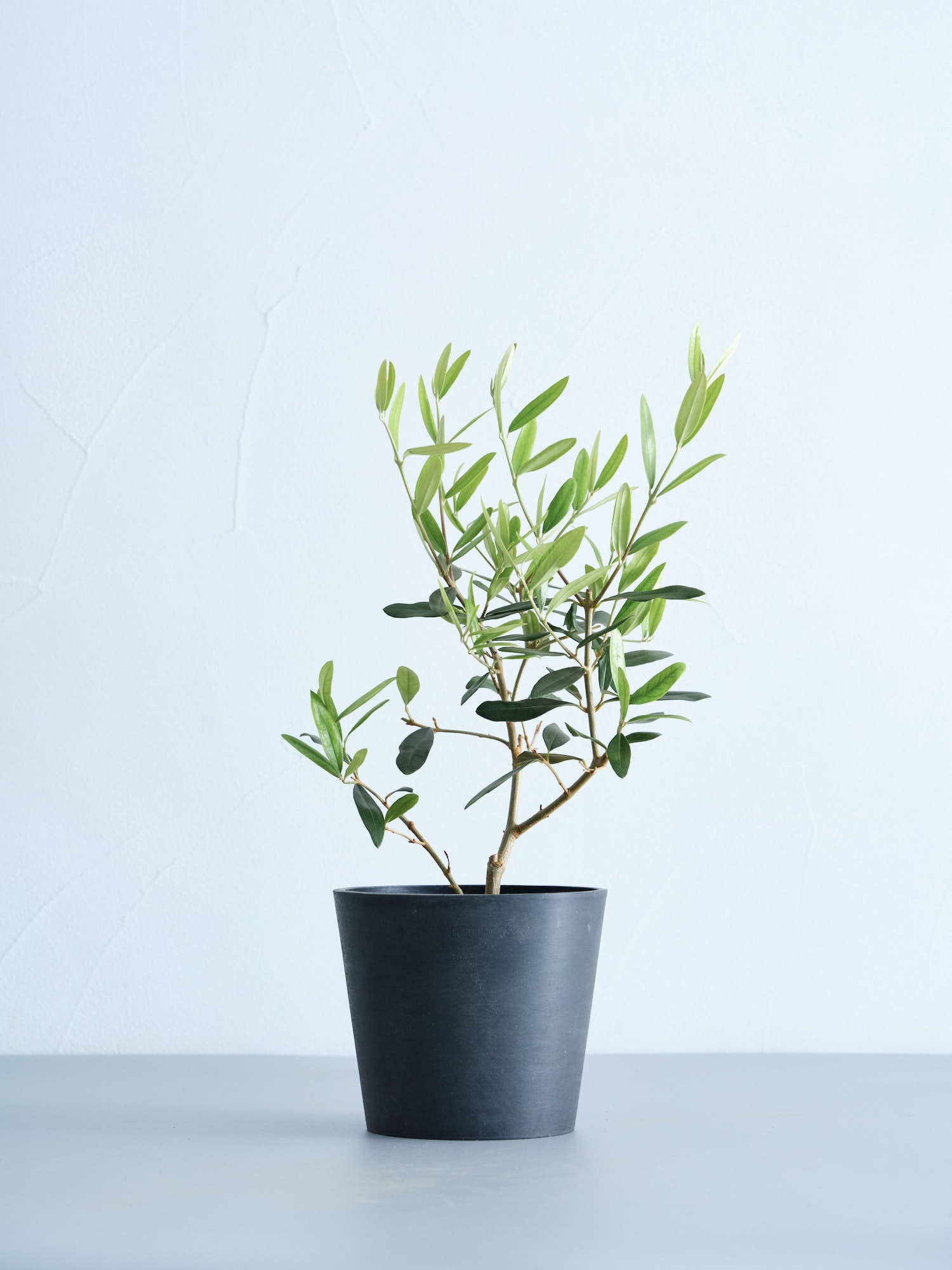 オリーブ・ひなかぜ Table-M | 観葉植物の通販 AND PLANTS (アンド