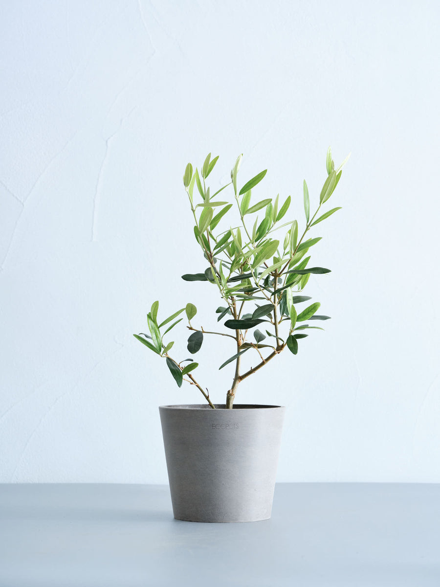 オリーブ・ひなかぜ 4号 | 観葉植物の通販 AND PLANTS (アンドプランツ)