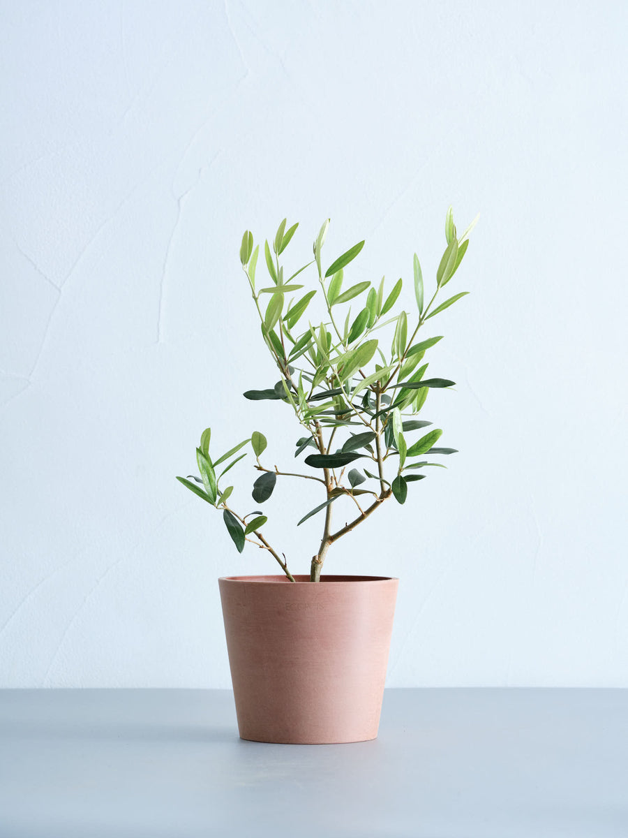 オリーブの木 4号 | 観葉植物の通販 AND PLANTS (アンドプランツ)