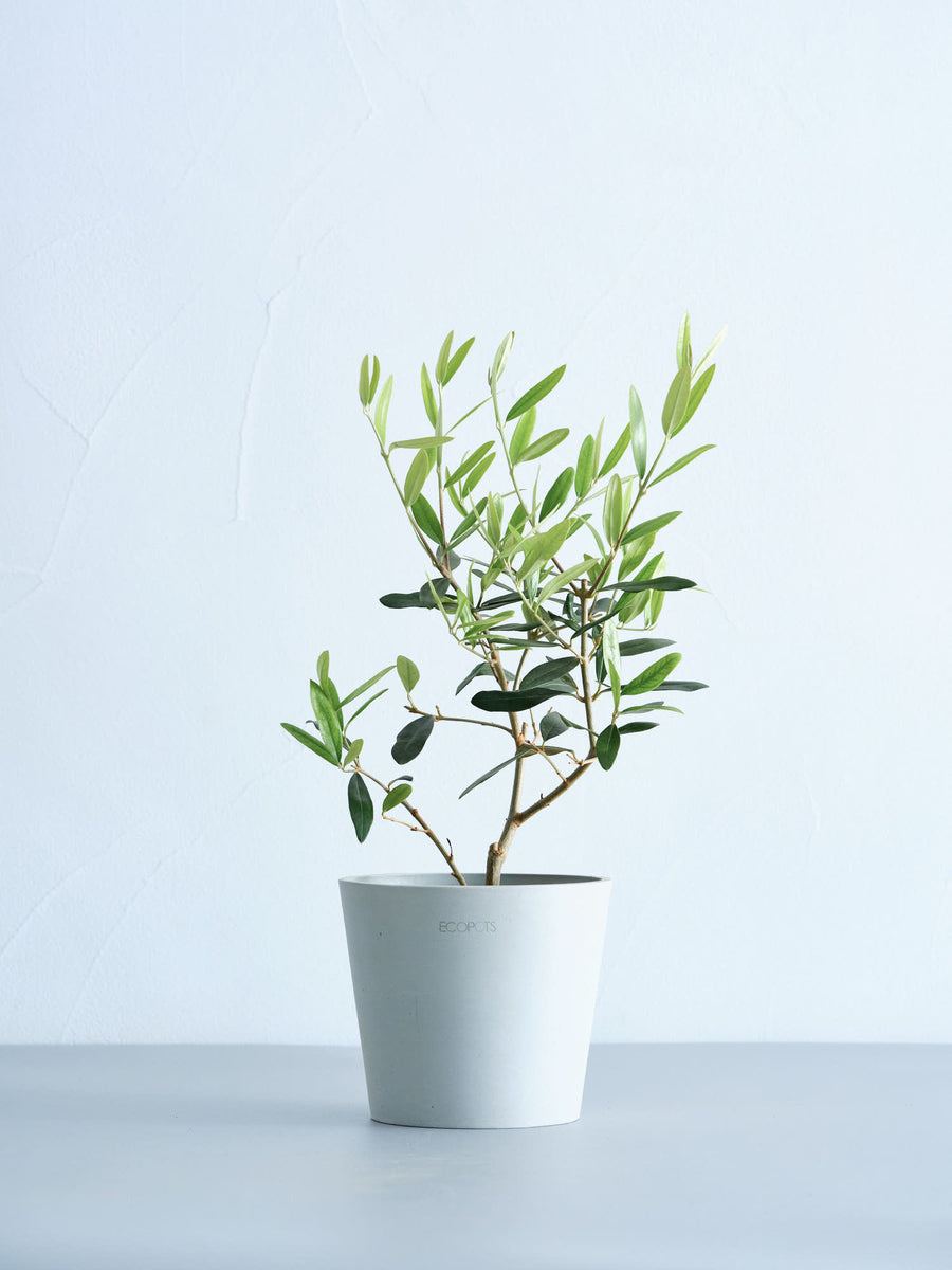オリーブ・ひなかぜ 4号 | 観葉植物の通販 AND PLANTS (アンドプランツ)