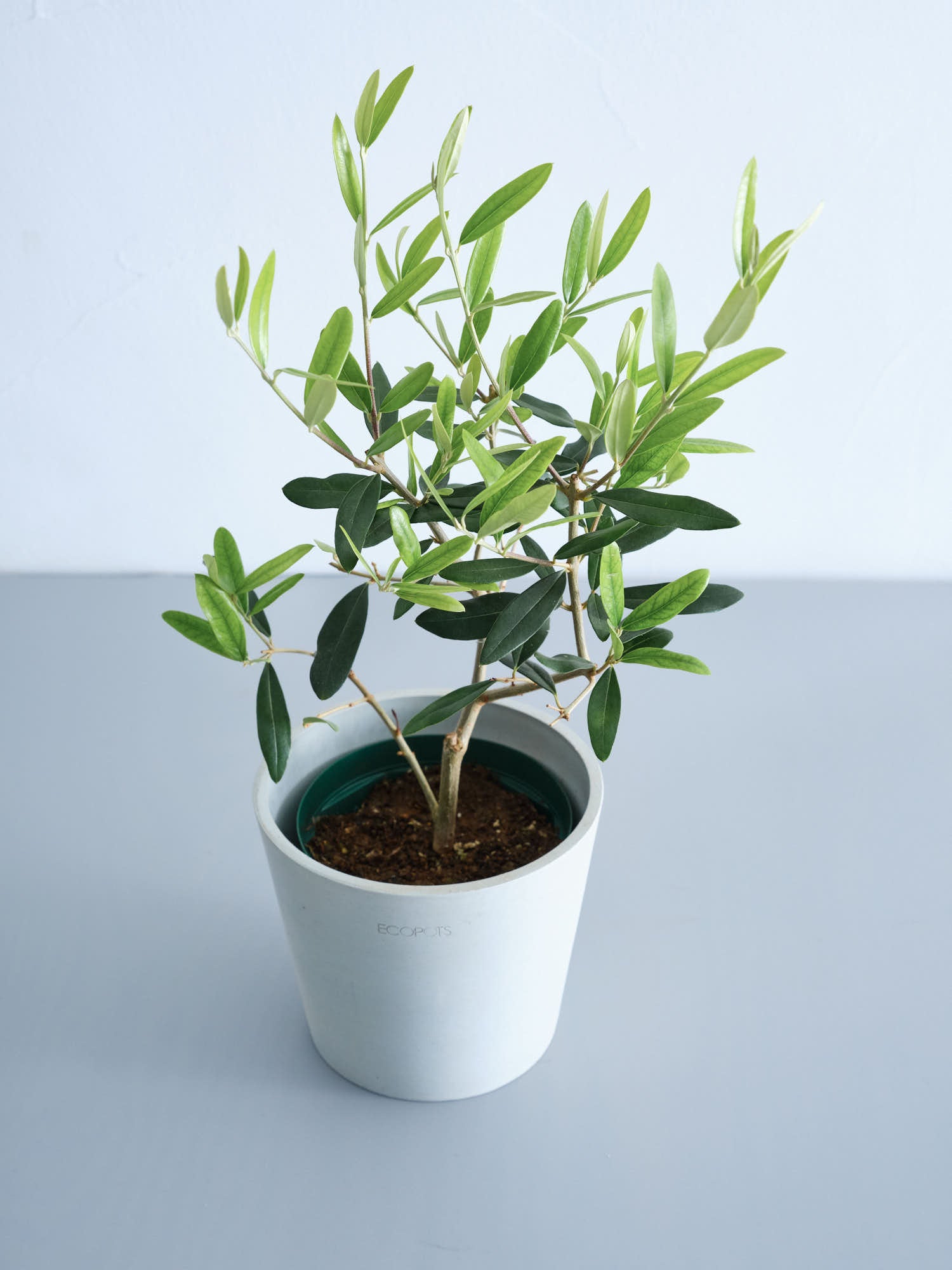 オリーブ　ひなかぜ　盆栽　6号陶器鉢つき　根上がり❗　① オリーブ・ひなかぜ 6号 | 観葉植物の通販 AND PLANTS (アンドプランツ)