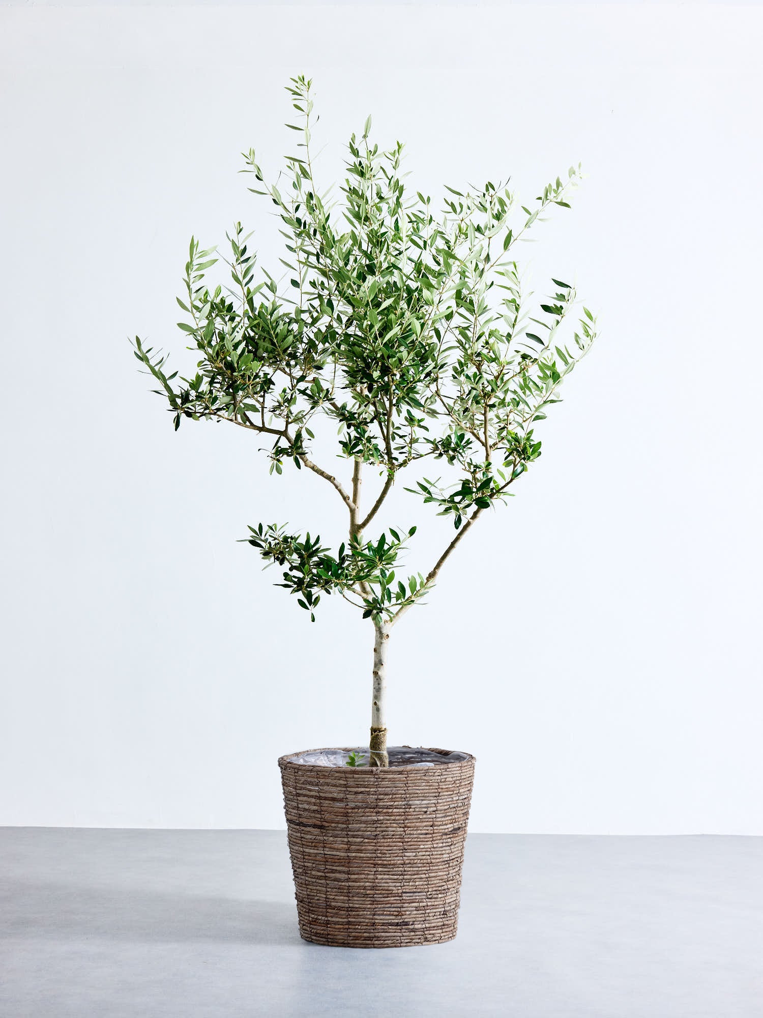 オリーブの木　コロネイキ　7号　約120cm　NO.504　一点物 園芸ネット本店｜オリーブ：コロネイキ 7号鉢植え の通販【公式】