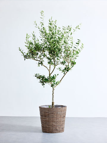 オリーブ・コロネイキ XL （バナナリーフ）