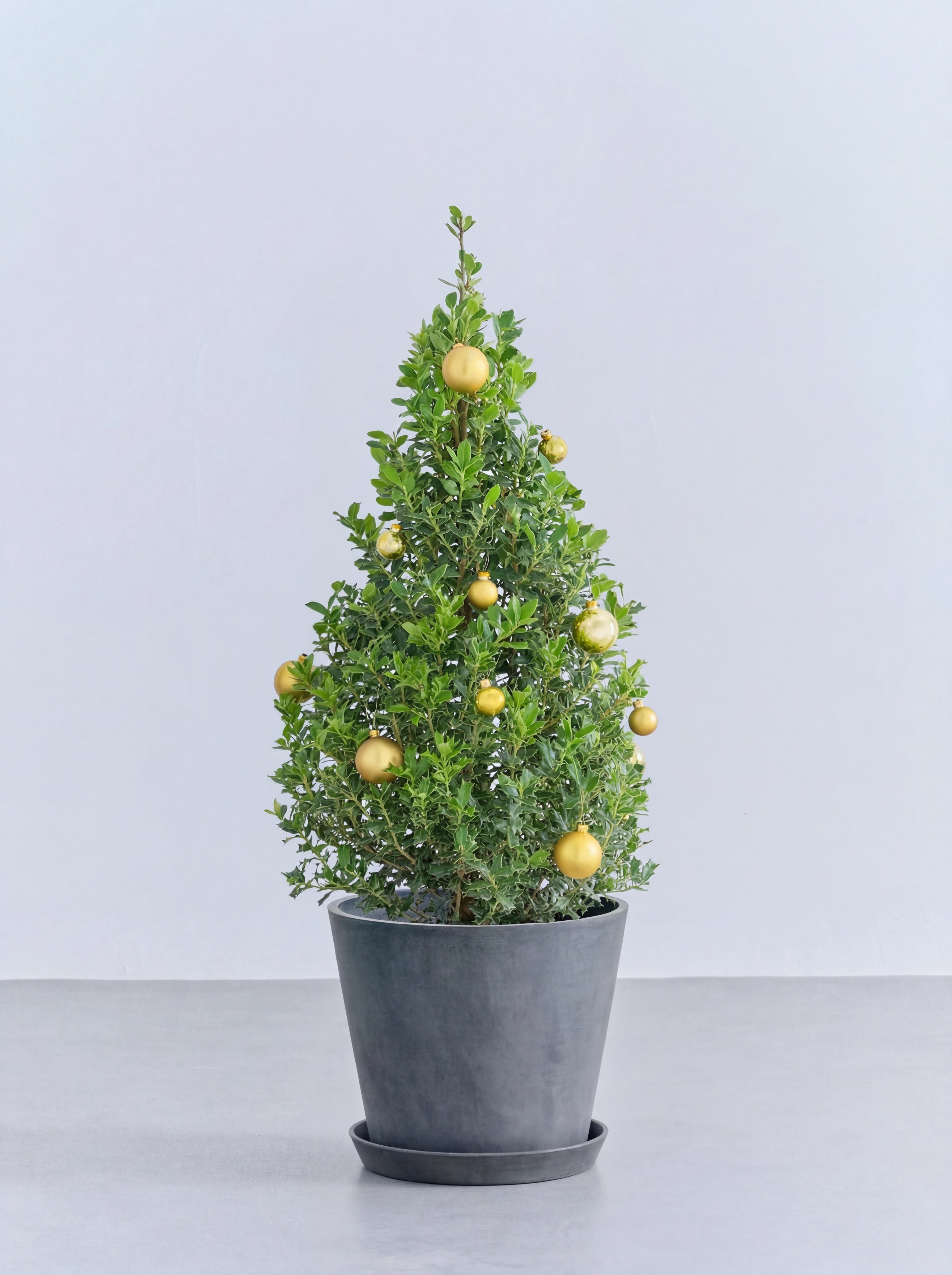 クリスマス】ひいらぎツリー -ゴールド- M | 観葉植物の通販 AND