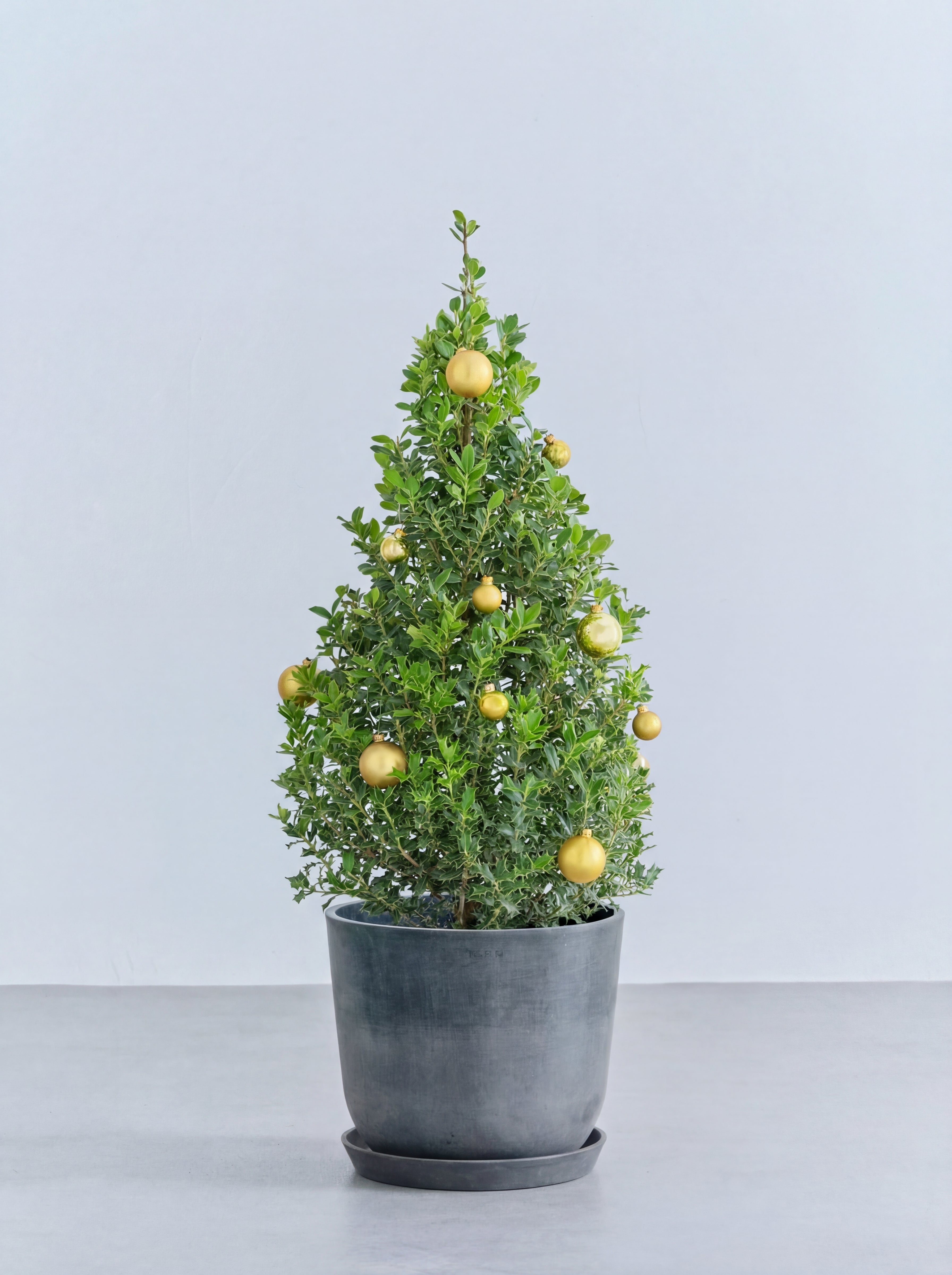 クリスマス】ひいらぎツリー -ゴールド- M | 観葉植物の通販 AND