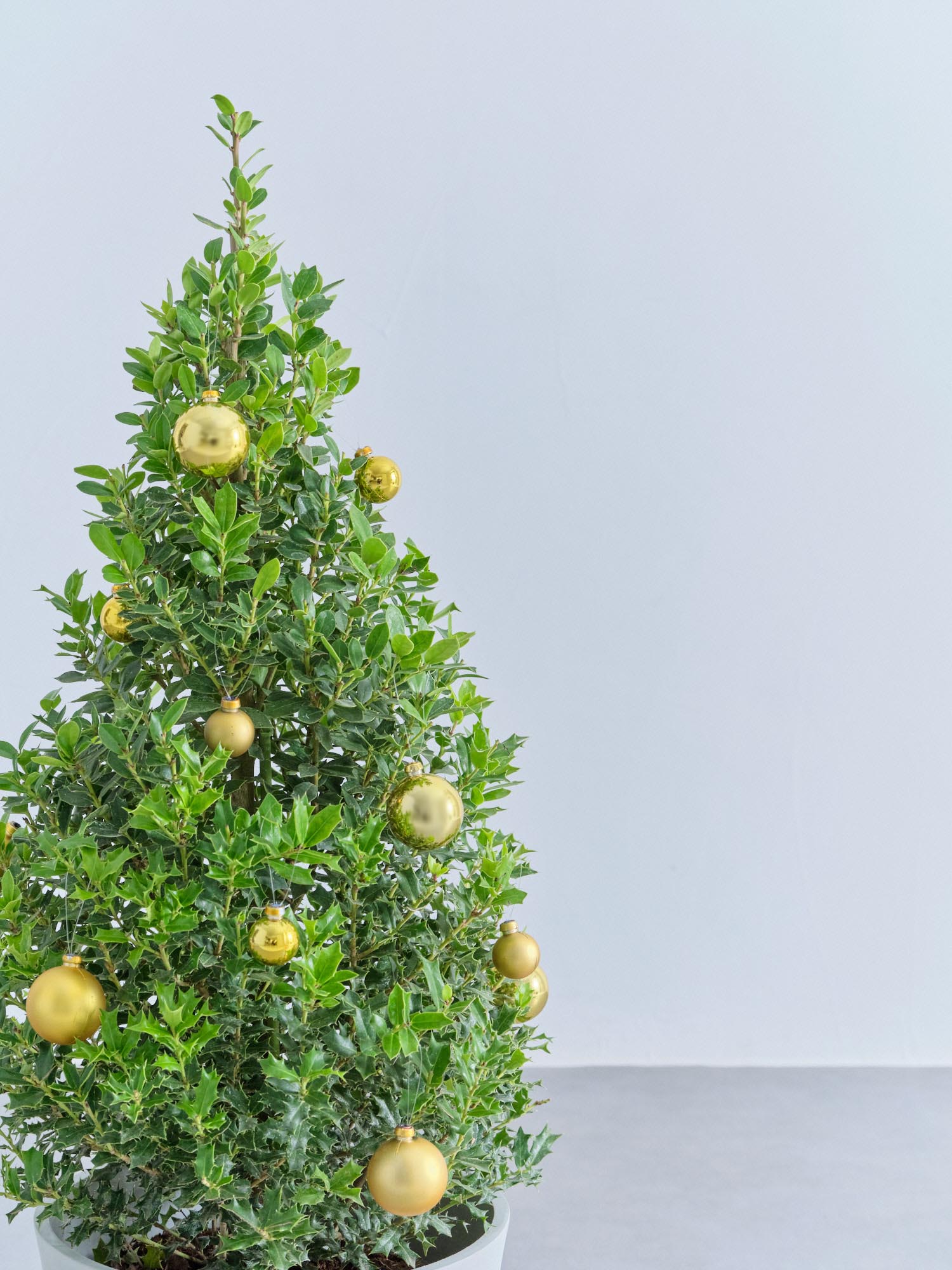 クリスマス】ひいらぎツリー -ゴールド- M | 観葉植物の通販 AND