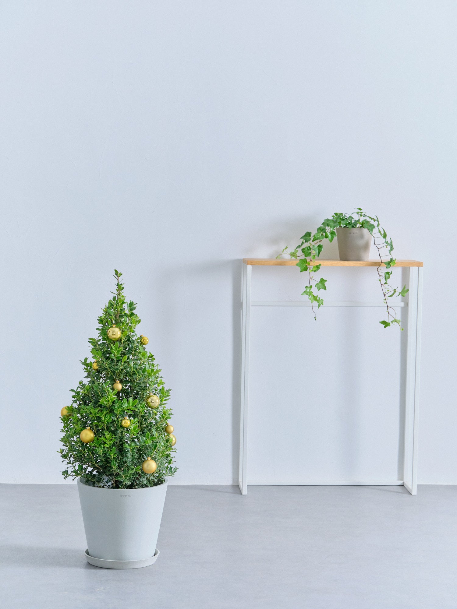 クリスマス】ひいらぎツリー -ゴールド- M | 観葉植物の通販 AND