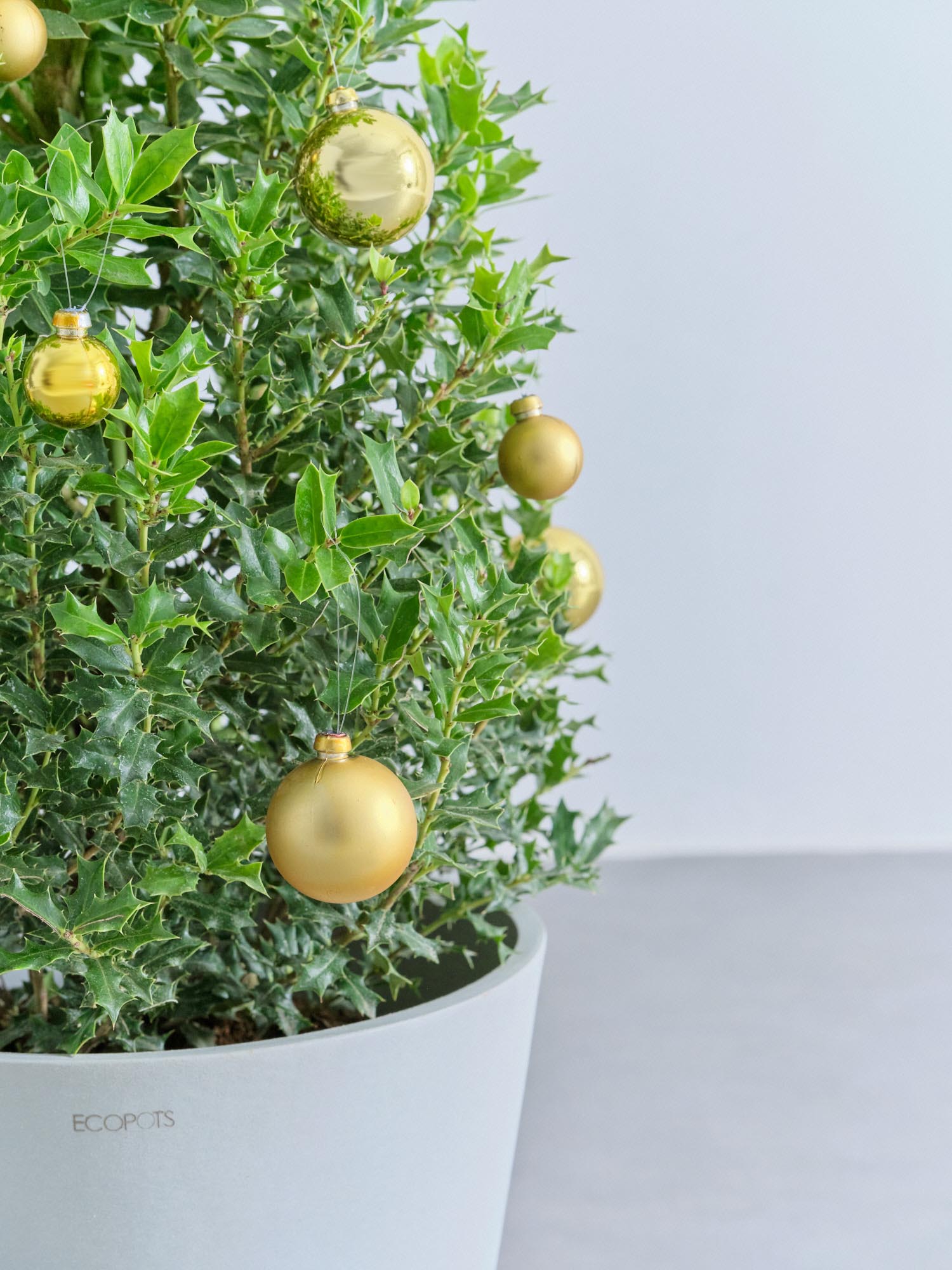 クリスマス】ひいらぎツリー -ゴールド- M | 観葉植物の通販 AND