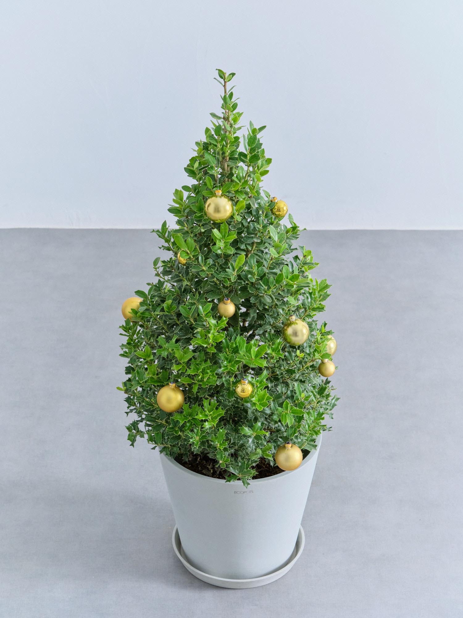 クリスマス】ひいらぎツリー -ゴールド- M | 観葉植物の通販 AND