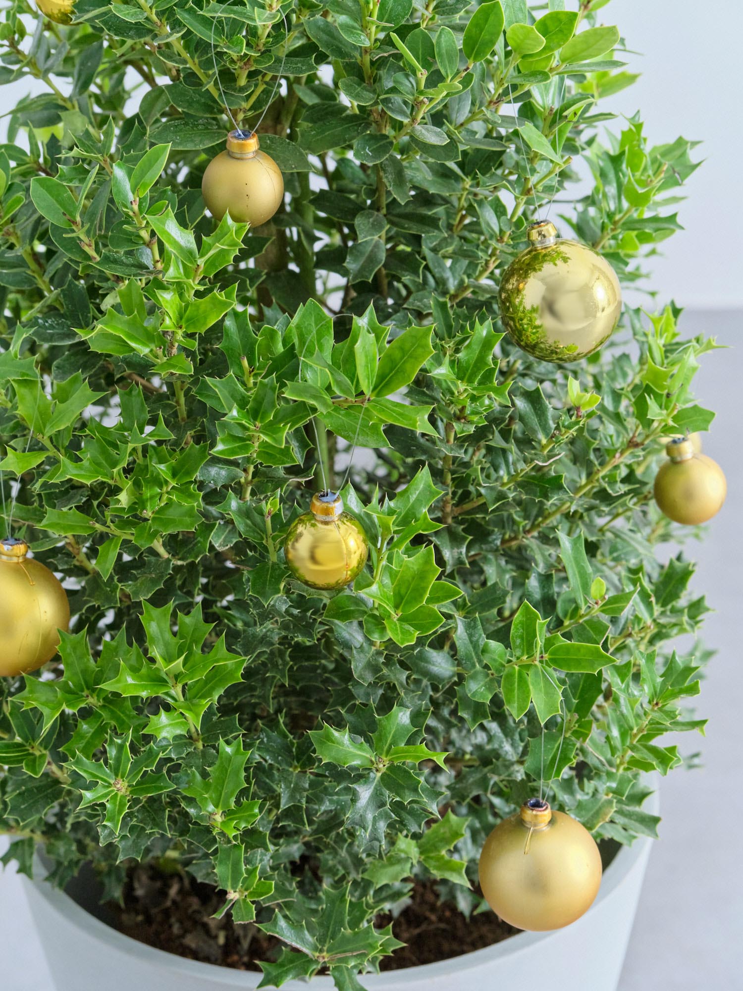 クリスマス】ひいらぎツリー -ゴールド- M | 観葉植物の通販 AND