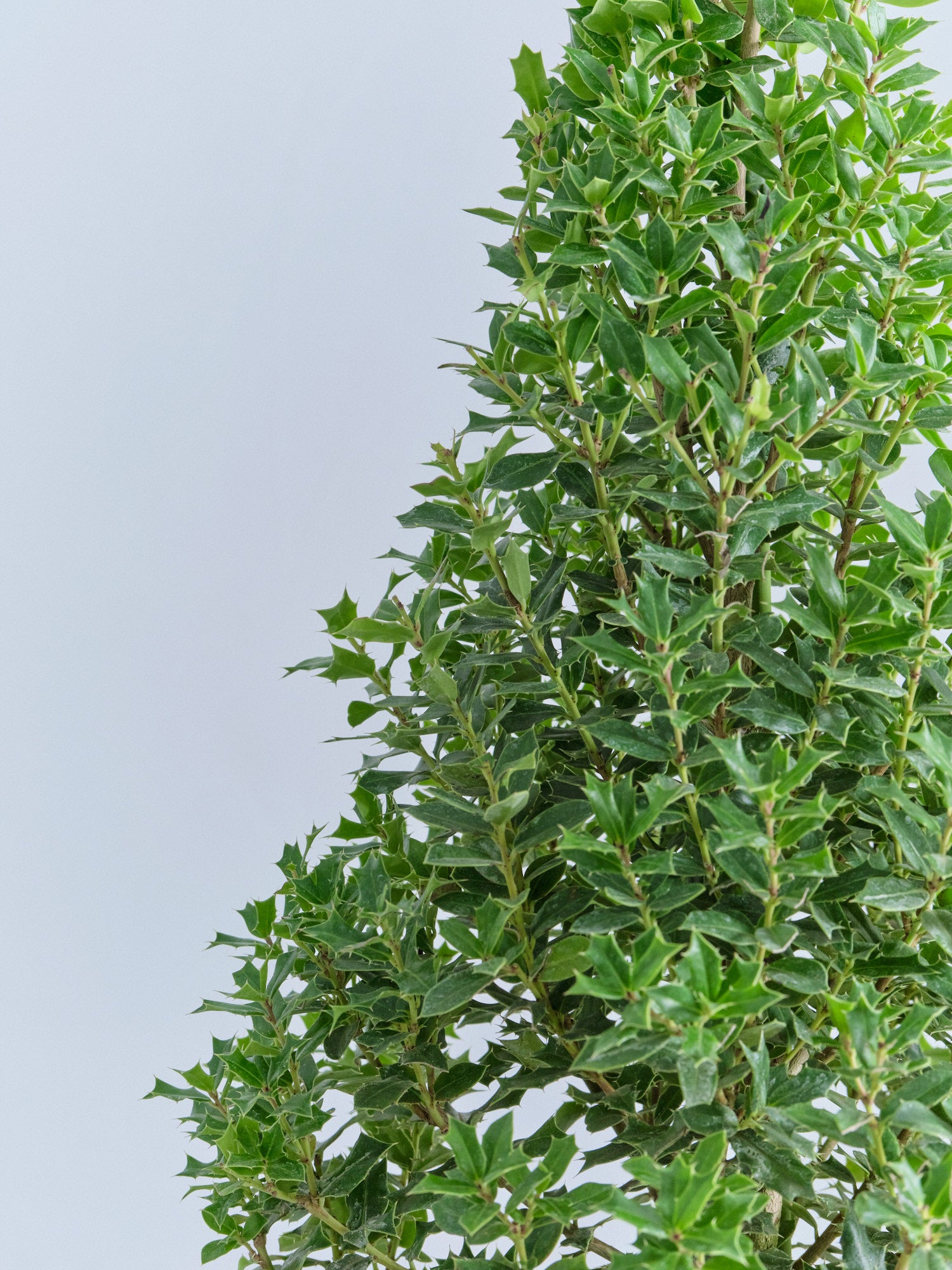 クリスマス】ひいらぎツリー -レッド- M | 観葉植物の通販 AND PLANTS