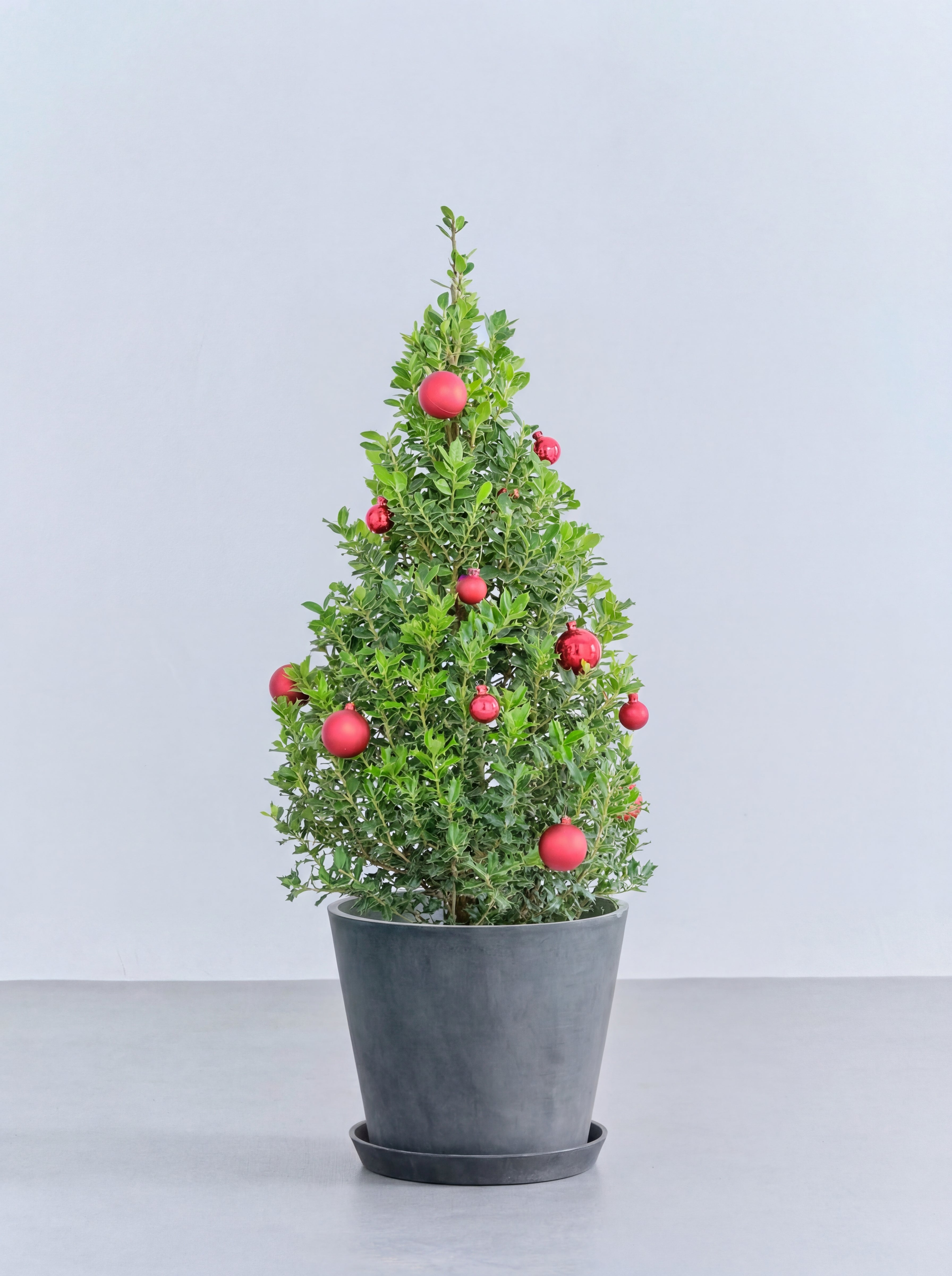 クリスマス】ひいらぎツリー -レッド- M | 観葉植物の通販 AND PLANTS