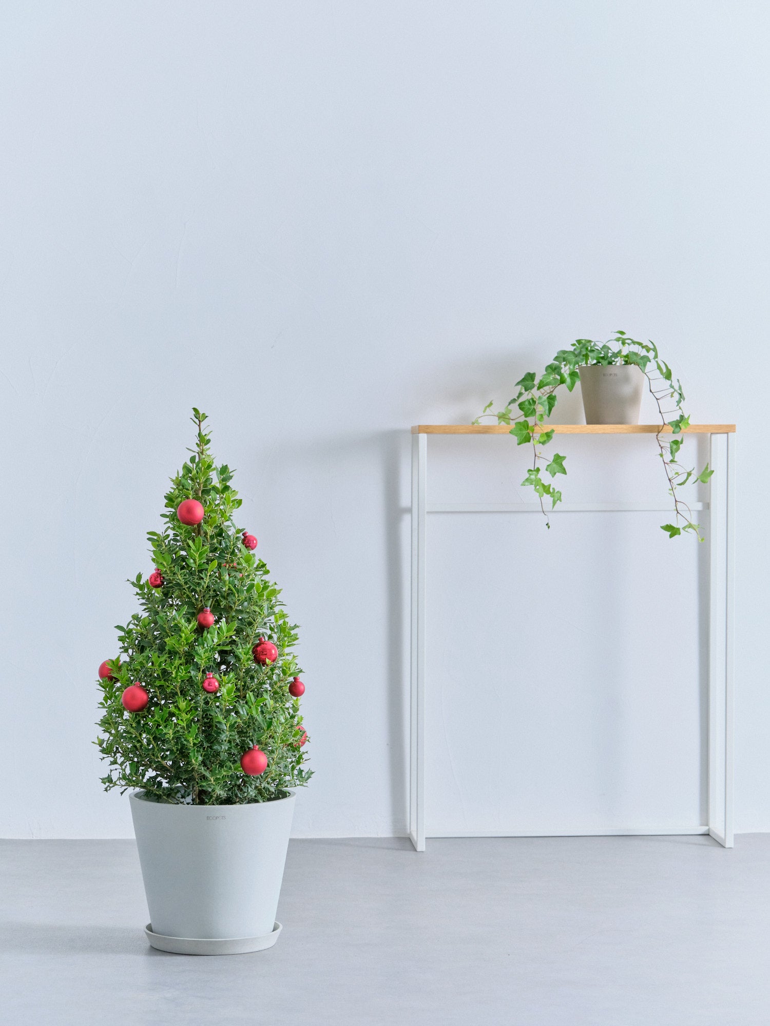 クリスマス】ひいらぎツリー -レッド- M | 観葉植物の通販 AND PLANTS