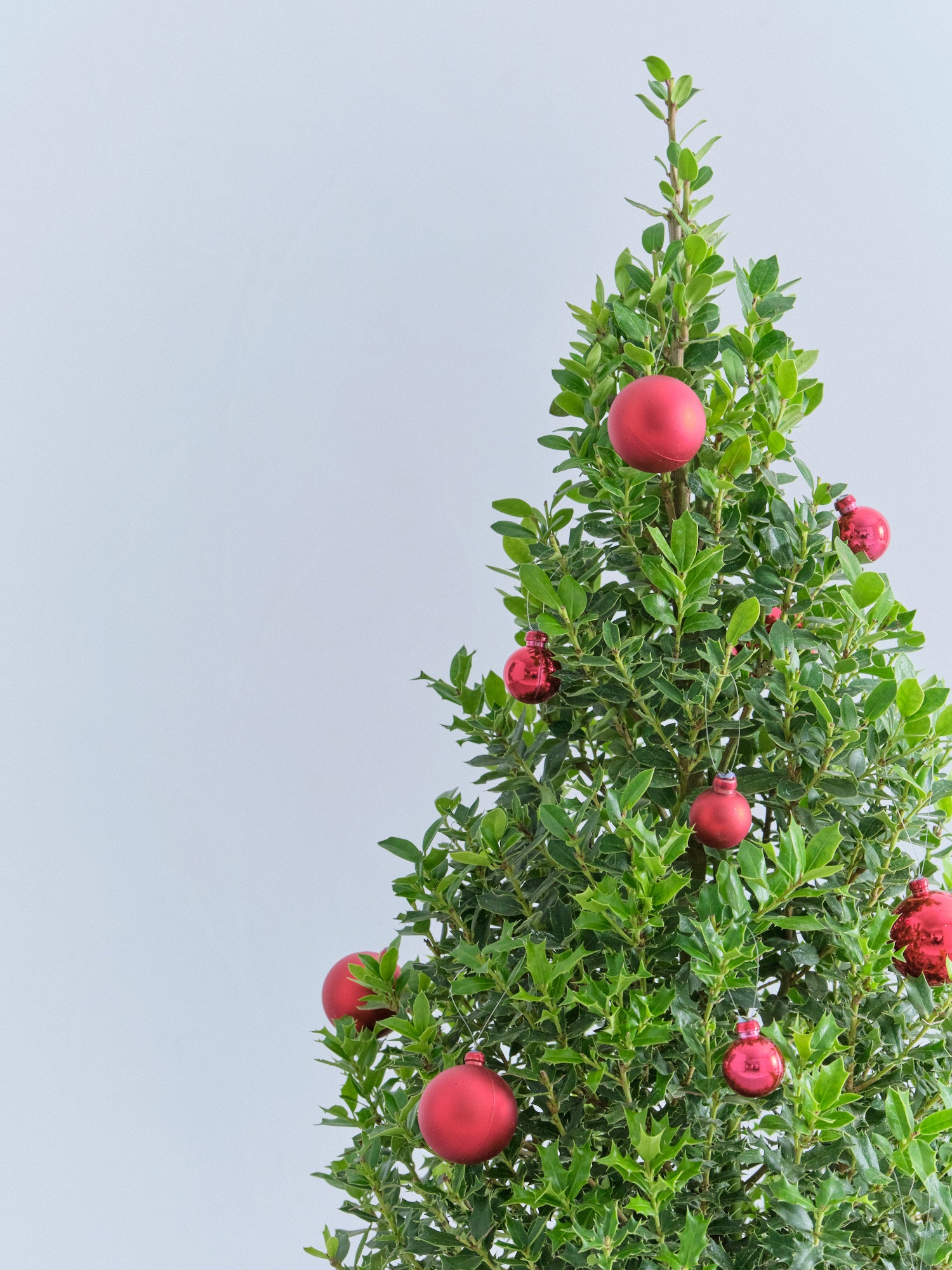 クリスマス】ひいらぎツリー -レッド- M | 観葉植物の通販 AND PLANTS