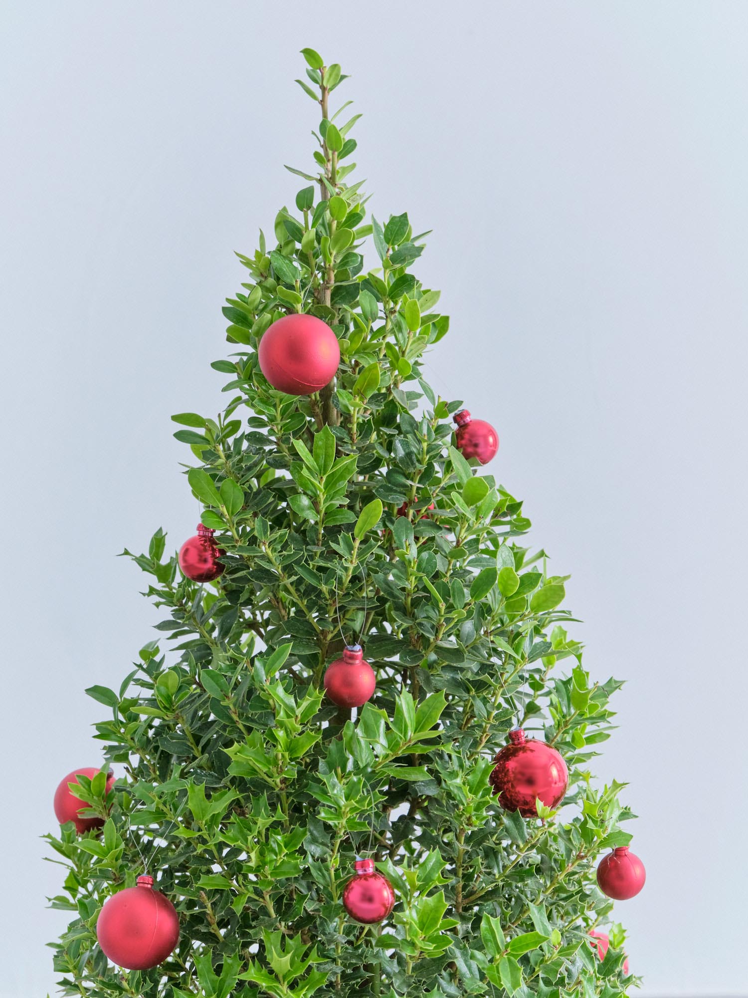 クリスマス】ひいらぎツリー -レッド- M | 観葉植物の通販 AND PLANTS